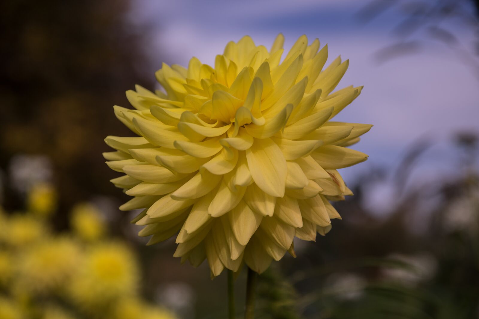 Pentax K-3 sample photo. Flower, dahlia, blossom photography