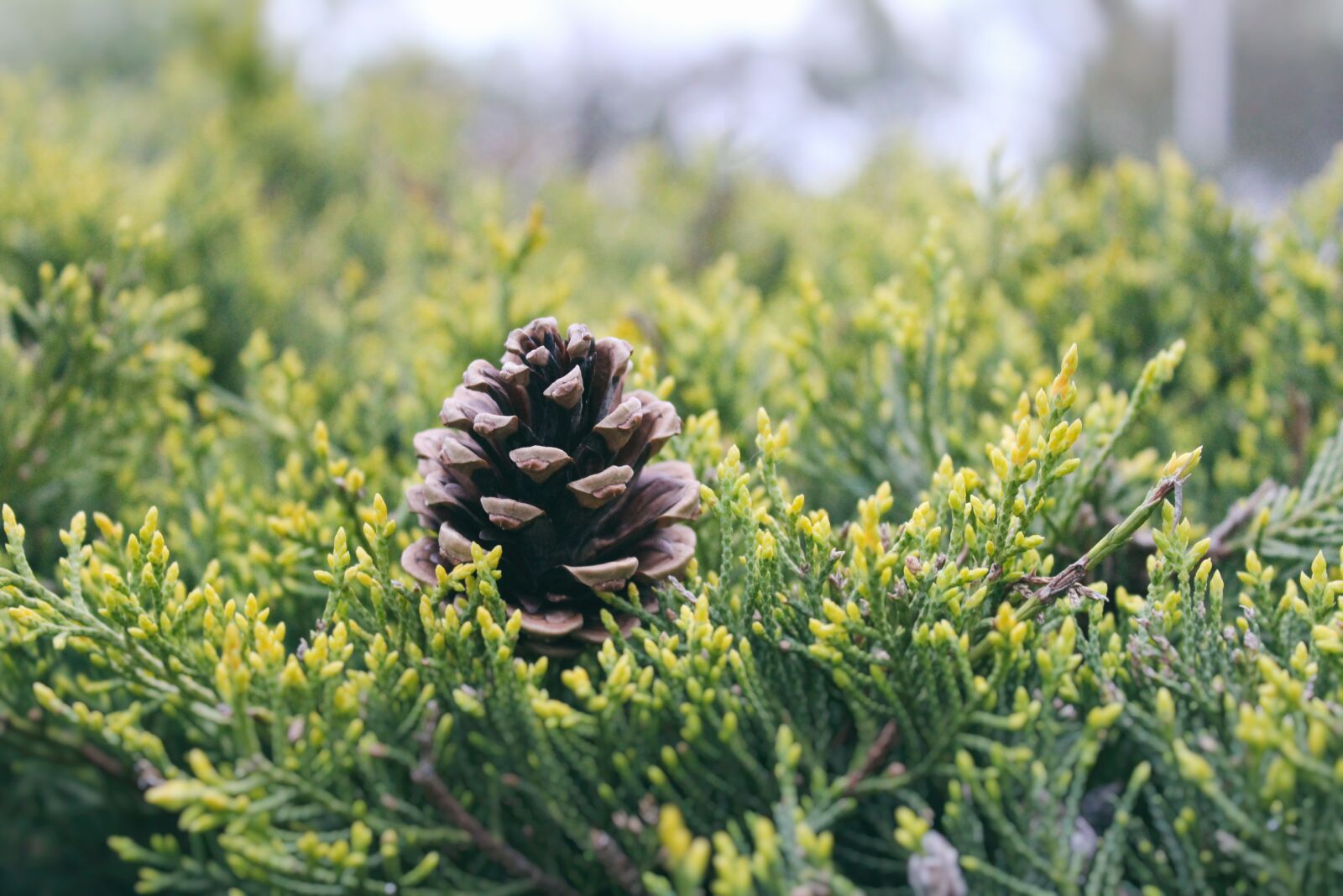 Canon EOS 600D (Rebel EOS T3i / EOS Kiss X5) sample photo. Cone, nature, ker photography