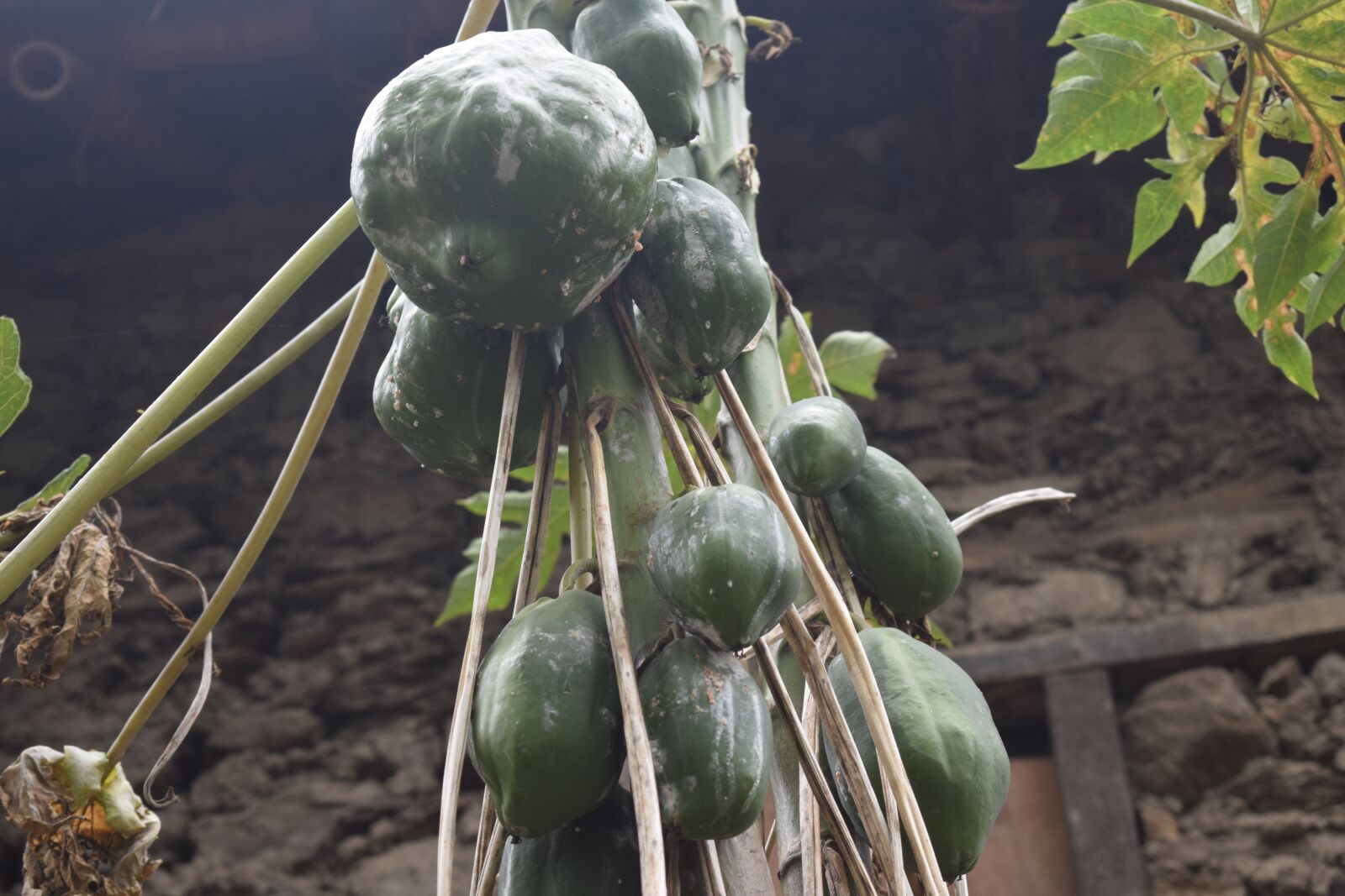 Nikon D5300 sample photo. Papaya, papaya fruit, pineapple photography