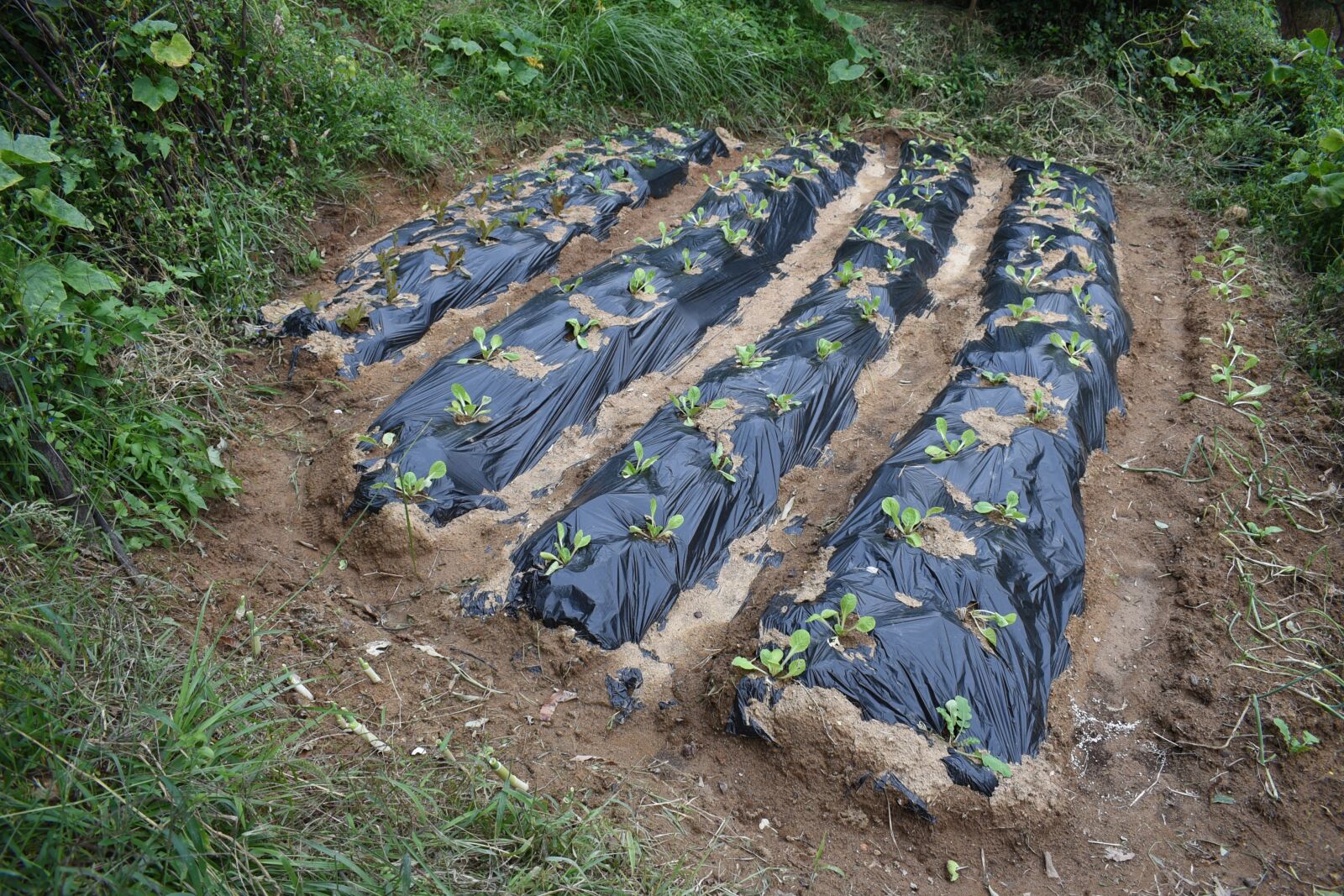 Nikon D750 sample photo. Farming, garden, chinese cabbage photography
