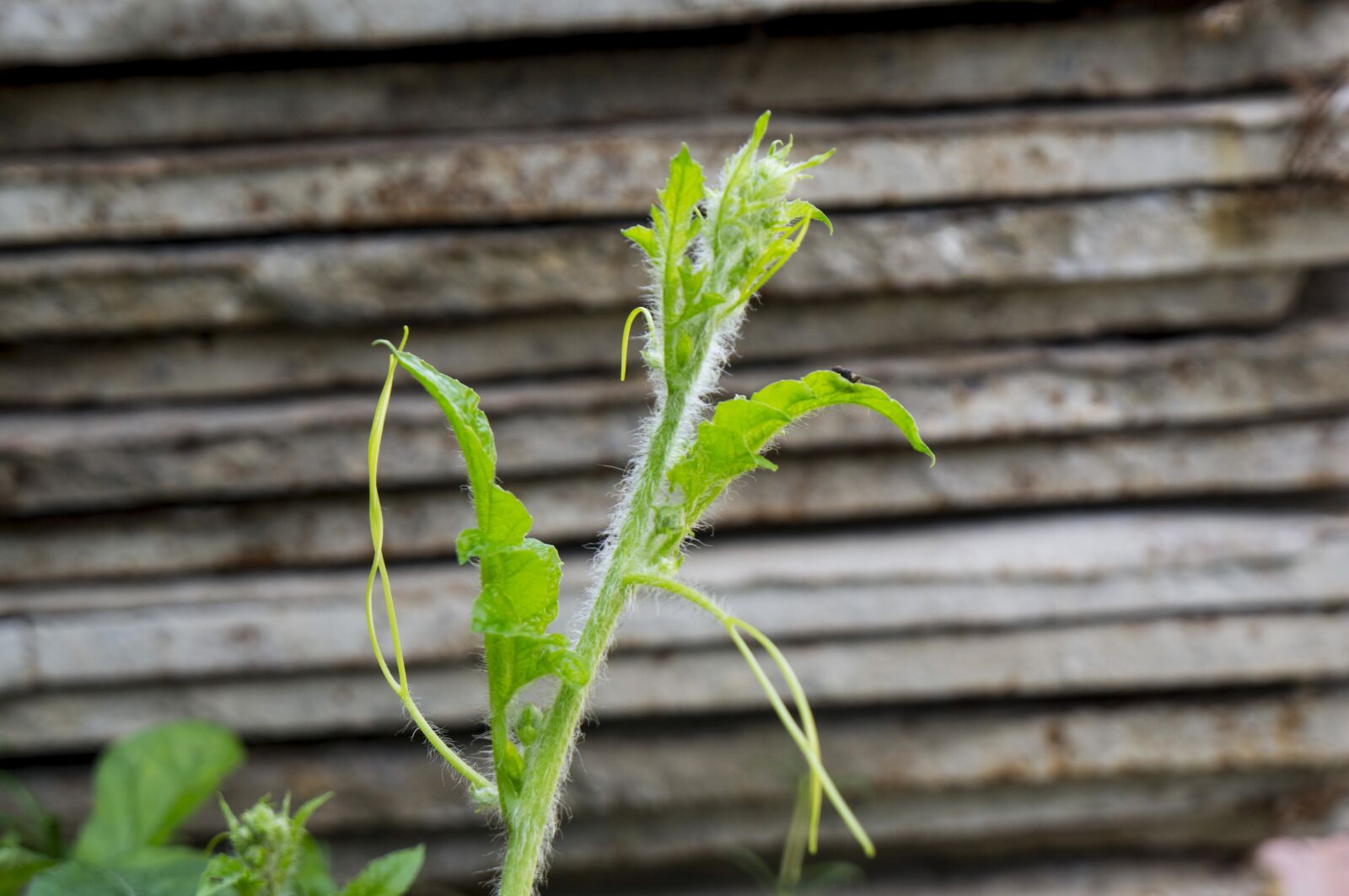 Sony Alpha NEX-F3 + Sony E 18-55mm F3.5-5.6 OSS sample photo. Natural, preschool, young leaves photography