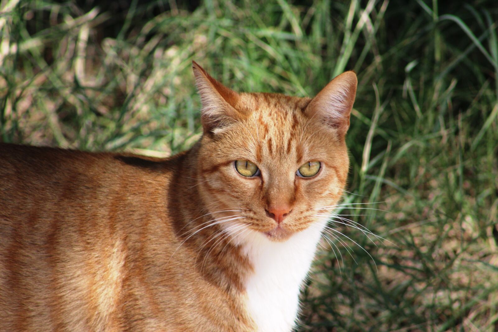 Canon EF 75-300mm f/4-5.6 sample photo. Cat photography