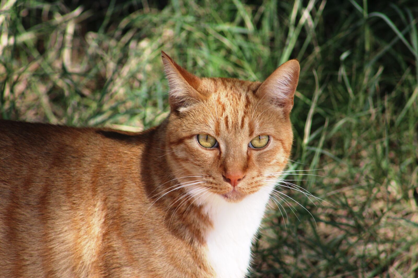 Canon EOS 1200D (EOS Rebel T5 / EOS Kiss X70 / EOS Hi) + Canon EF 75-300mm f/4-5.6 sample photo. Cat photography