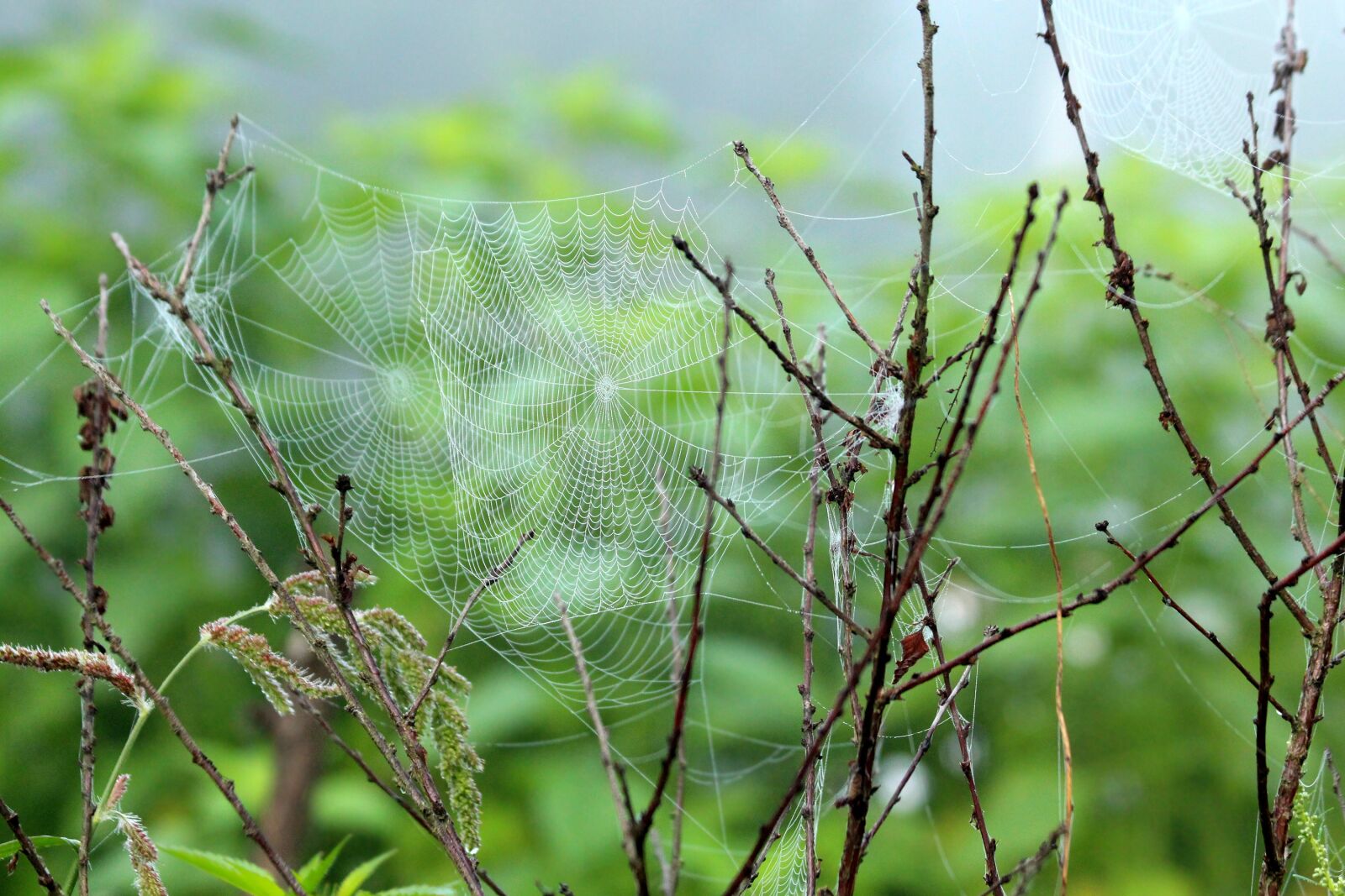 Canon EOS 650D (EOS Rebel T4i / EOS Kiss X6i) sample photo. Spider web, fog, morning photography