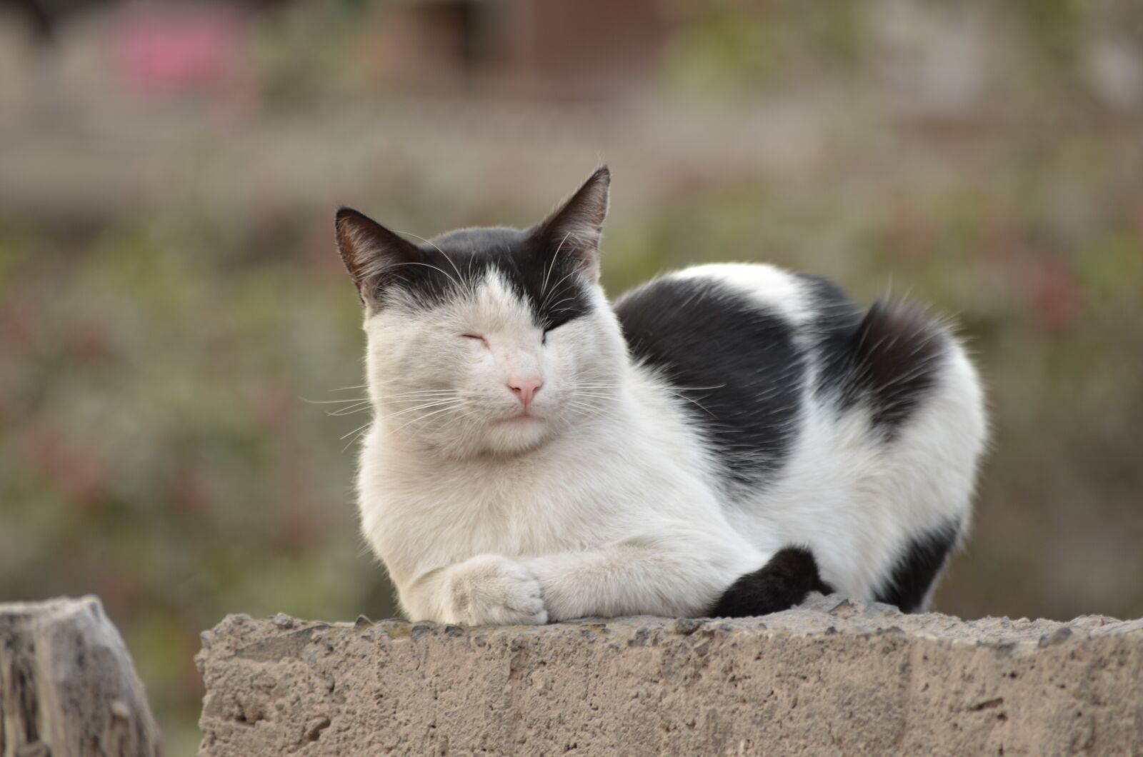 Nikon D5100 sample photo. Cat, white, black photography
