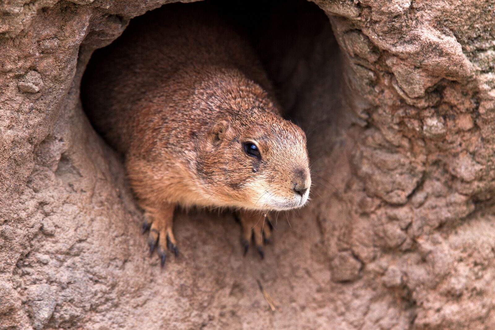 Canon EOS 50D sample photo. Marmot, cave, cute photography