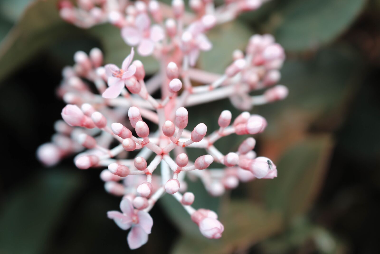 Canon EOS 750D (EOS Rebel T6i / EOS Kiss X8i) sample photo. Plant, botanical, flower photography