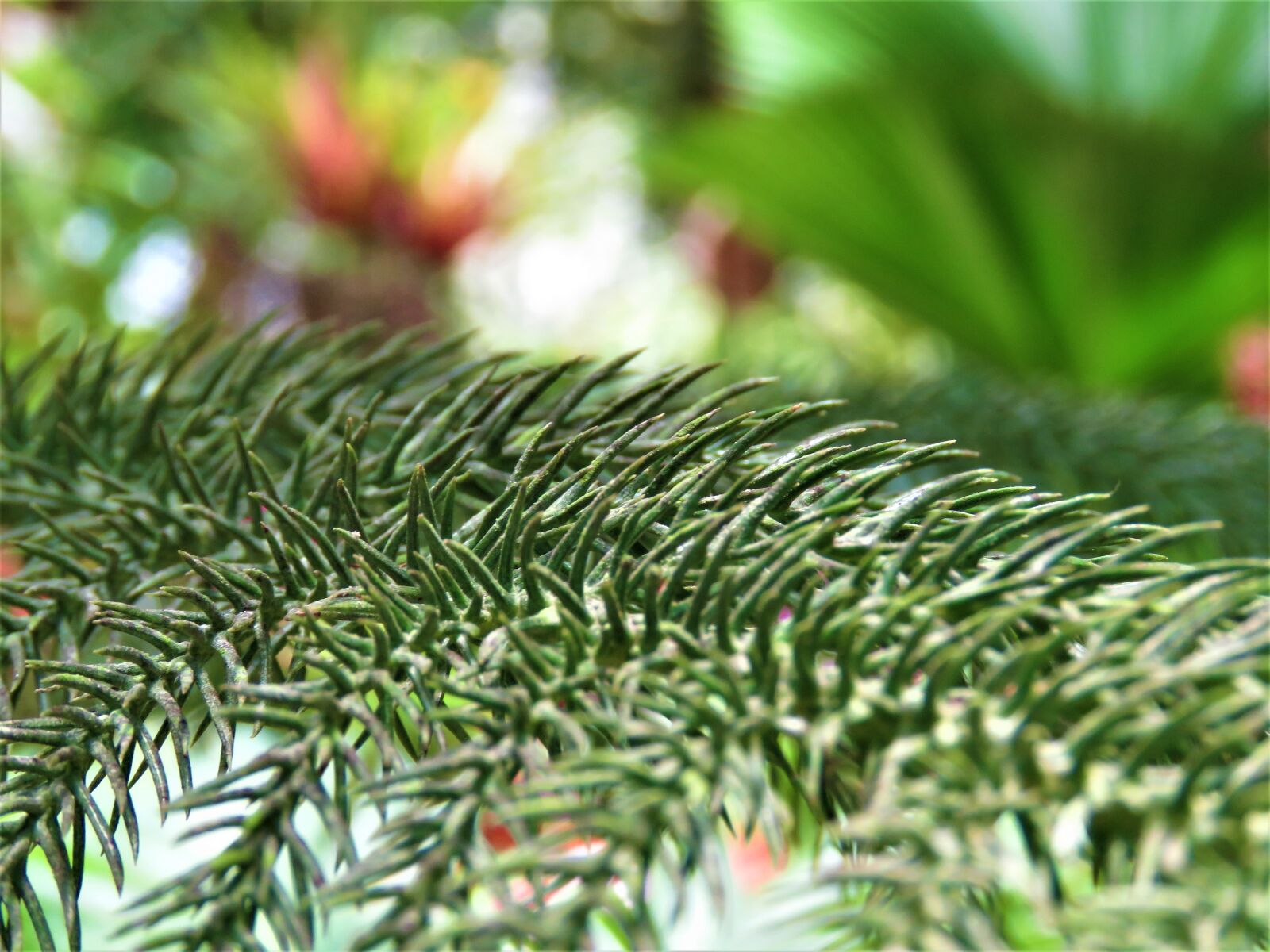 Canon PowerShot SX60 HS sample photo. Pine, tree, plant photography
