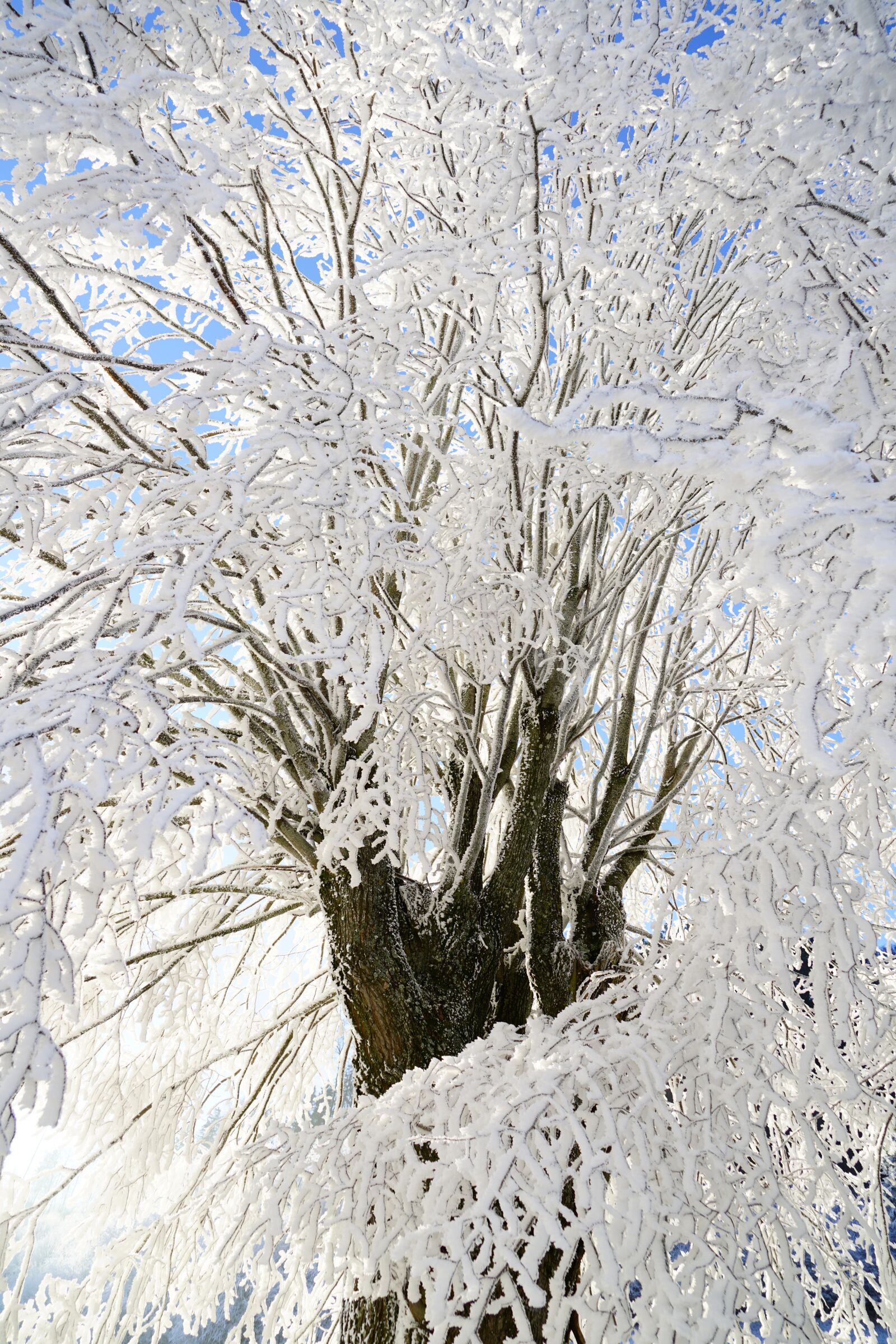 Sony a7R II + Sony FE 24-240mm F3.5-6.3 OSS sample photo. Tree, hoarfrost, branch photography