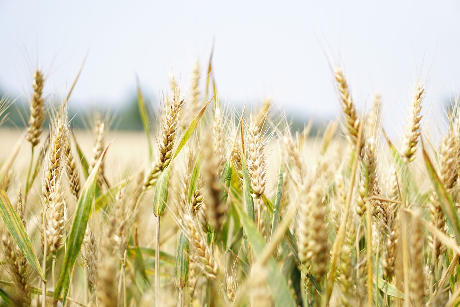 E 50mm F1.8 OSS sample photo. Wheat, wheat field, cornfield photography