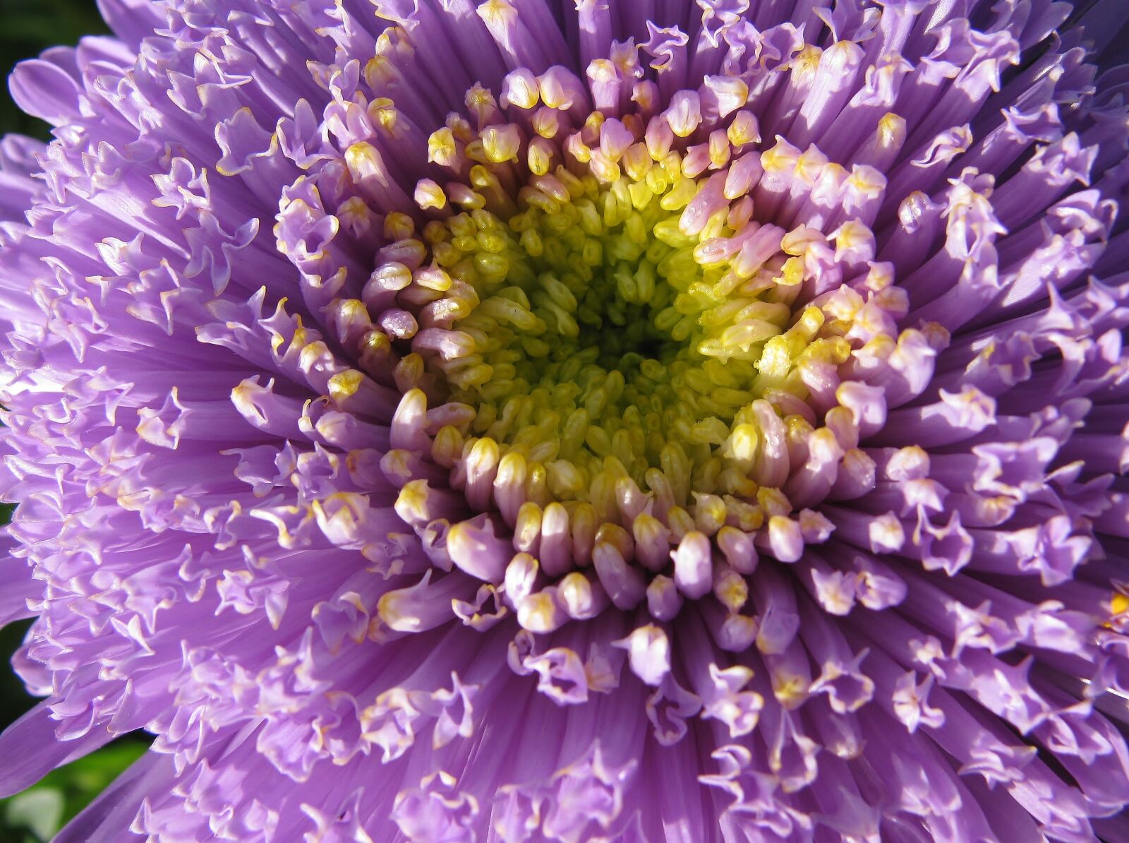 Canon PowerShot SX110 IS sample photo. Garden, aster, close up photography