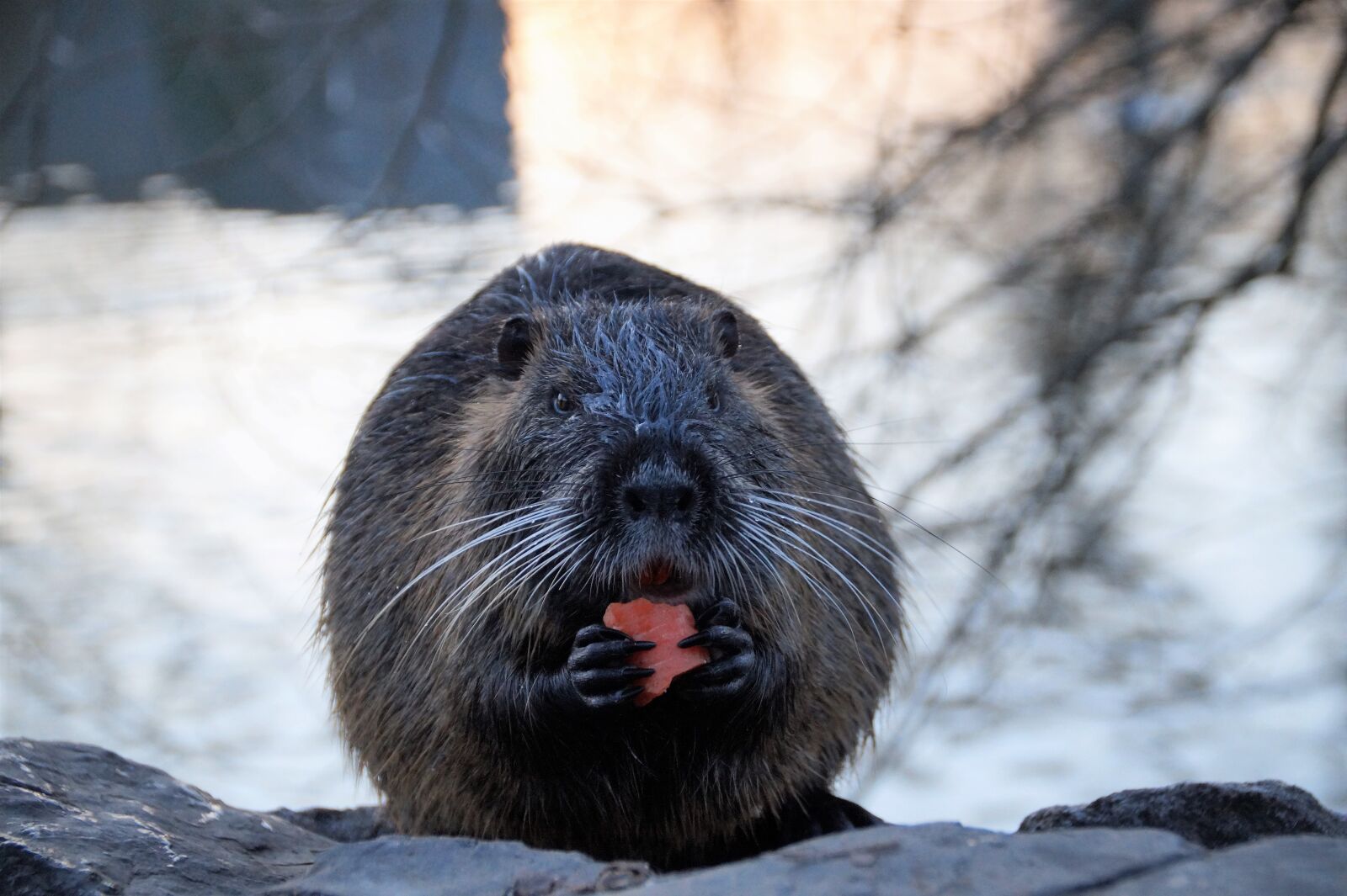 Sony SLT-A58 sample photo. Nutria, animal, rodents photography