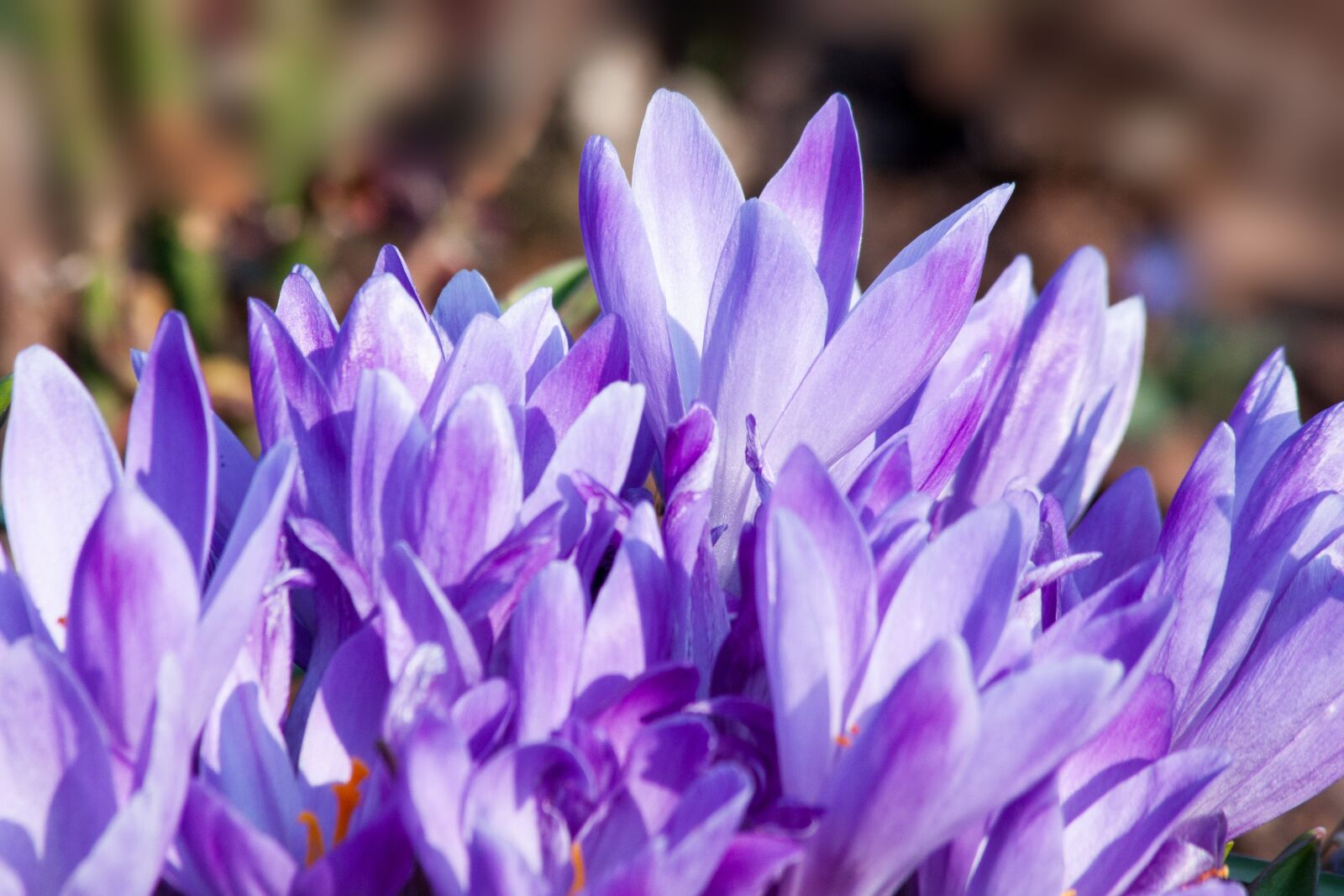 Canon EOS 50D sample photo. Spring, crocus, schwertliliengewaechs photography