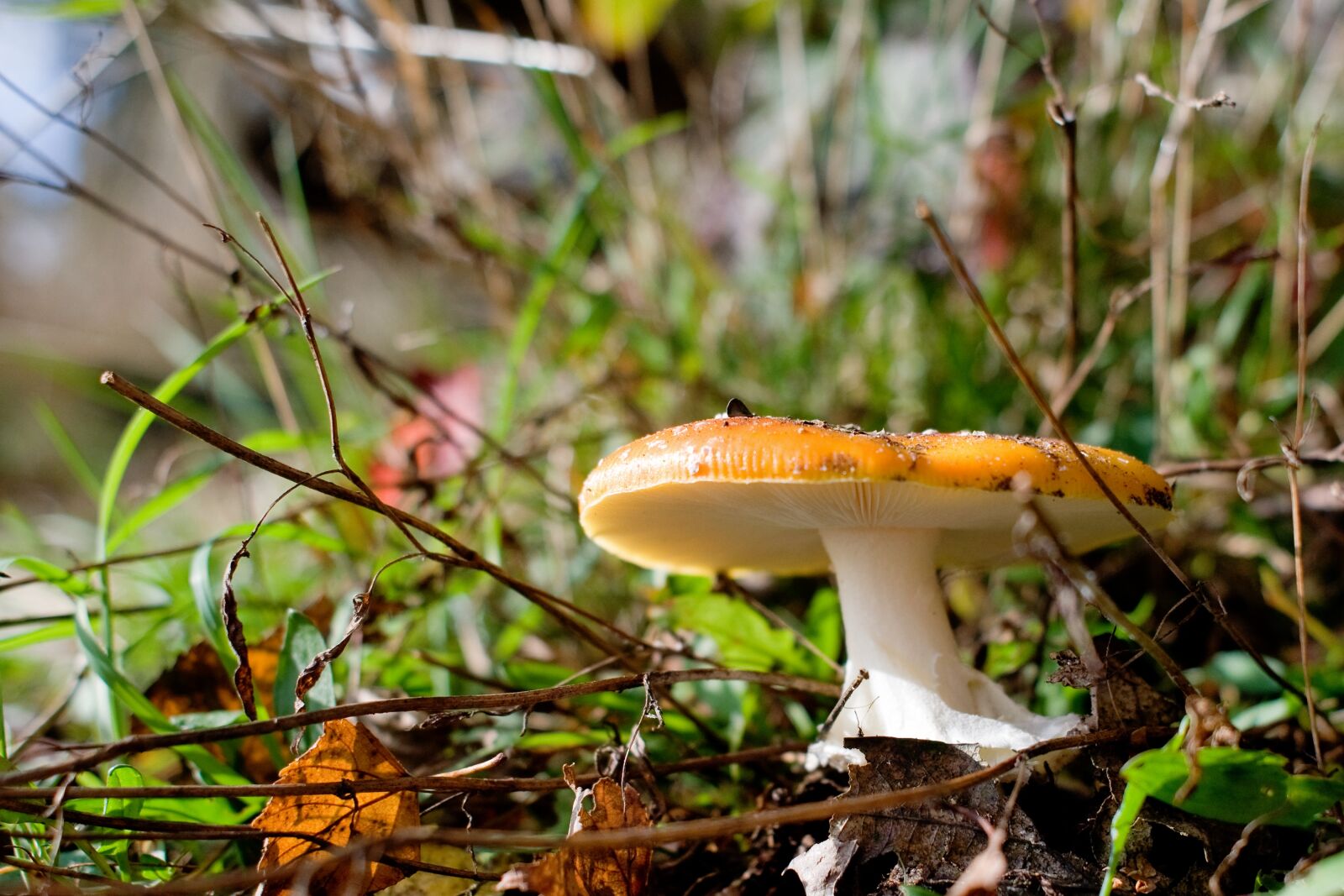 Nikon D90 sample photo. Mushrooms, forest, log photography