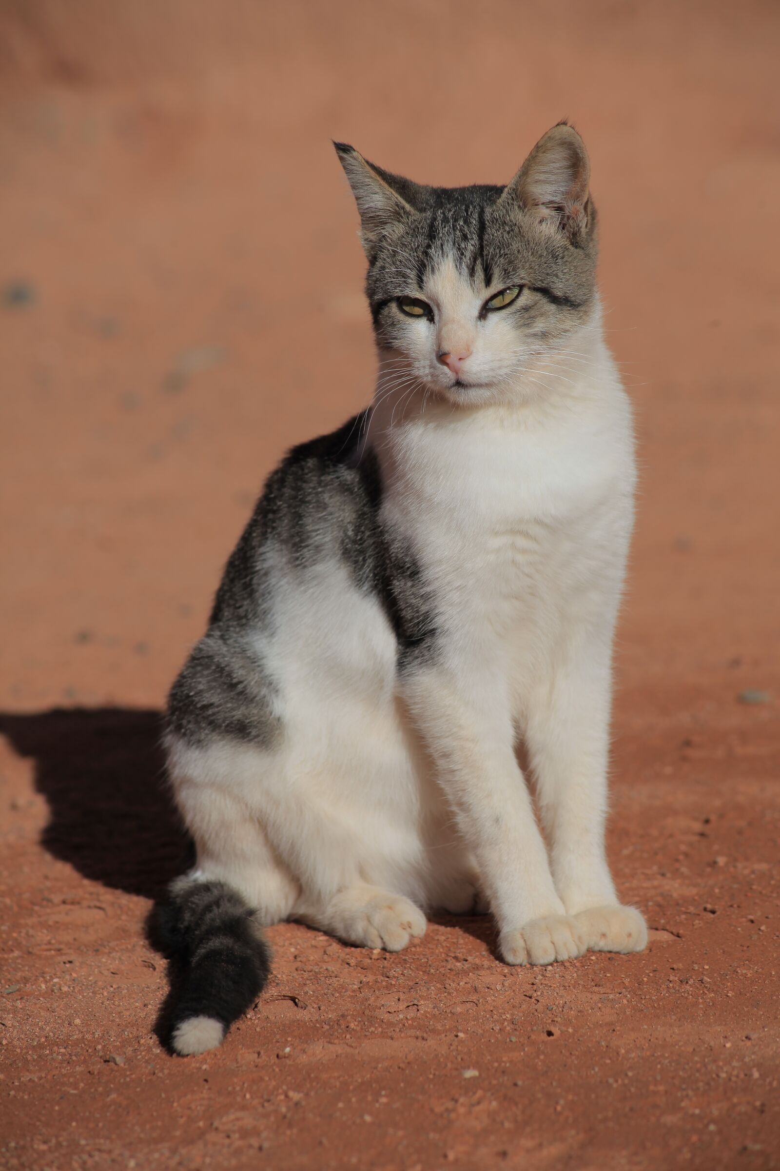 Canon EOS 5D Mark II sample photo. Pet, cat, kitten photography
