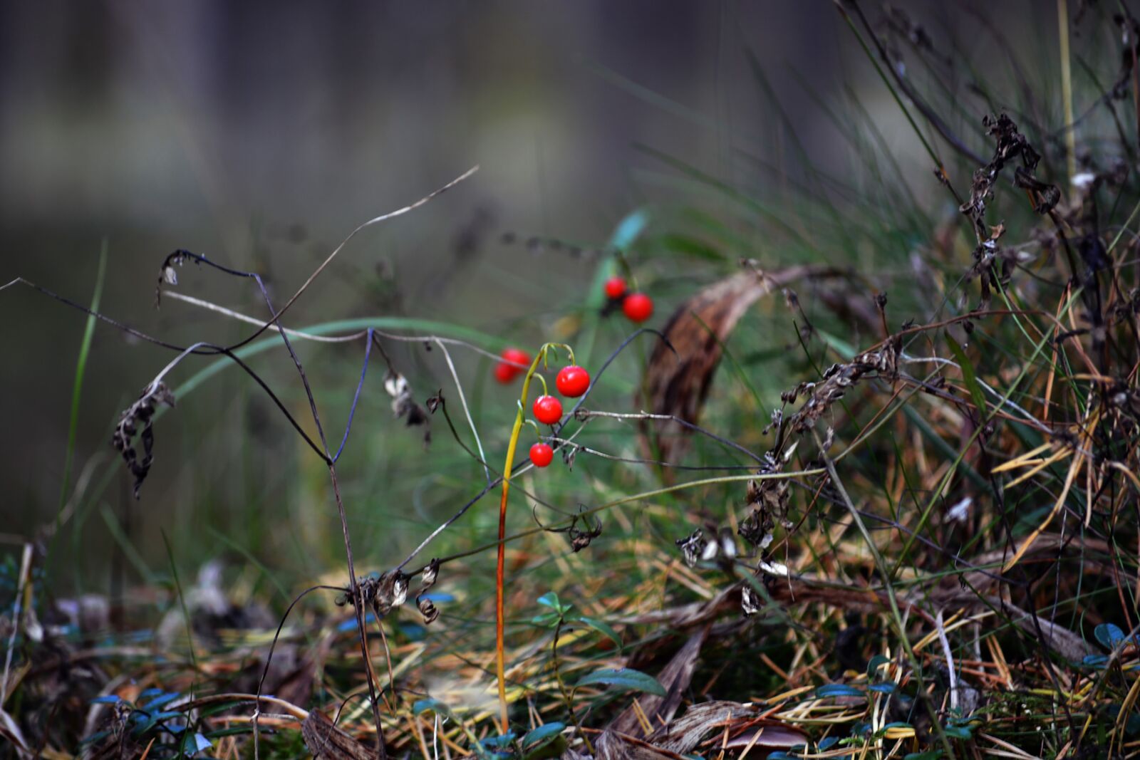 Nikon D5200 sample photo. Autumn, forest, grass photography