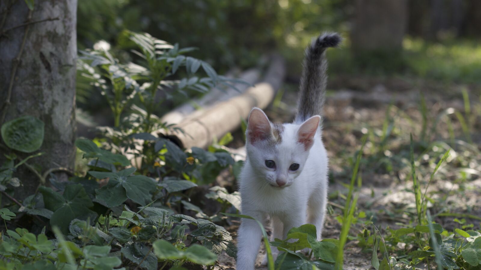Canon EOS 600D (Rebel EOS T3i / EOS Kiss X5) + Canon EF 50mm F1.8 II sample photo. Cat, pussycat, kitty photography