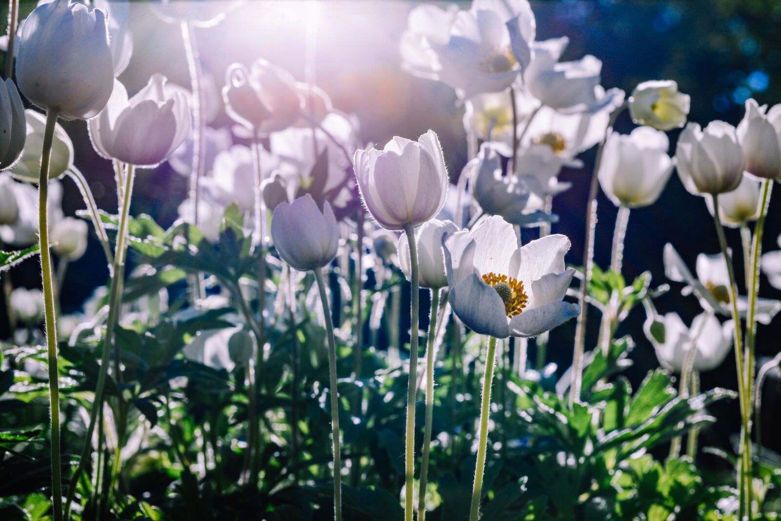 Nikon D610 sample photo. Flower, anemone, blossom photography