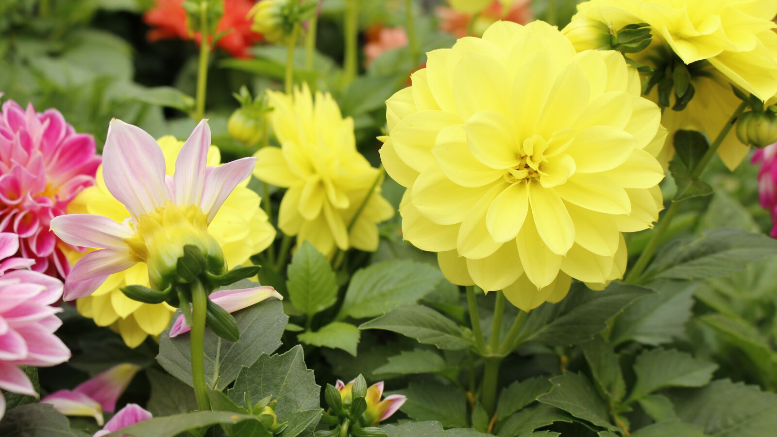 Canon EOS 700D (EOS Rebel T5i / EOS Kiss X7i) sample photo. Flowers, color, nature photography