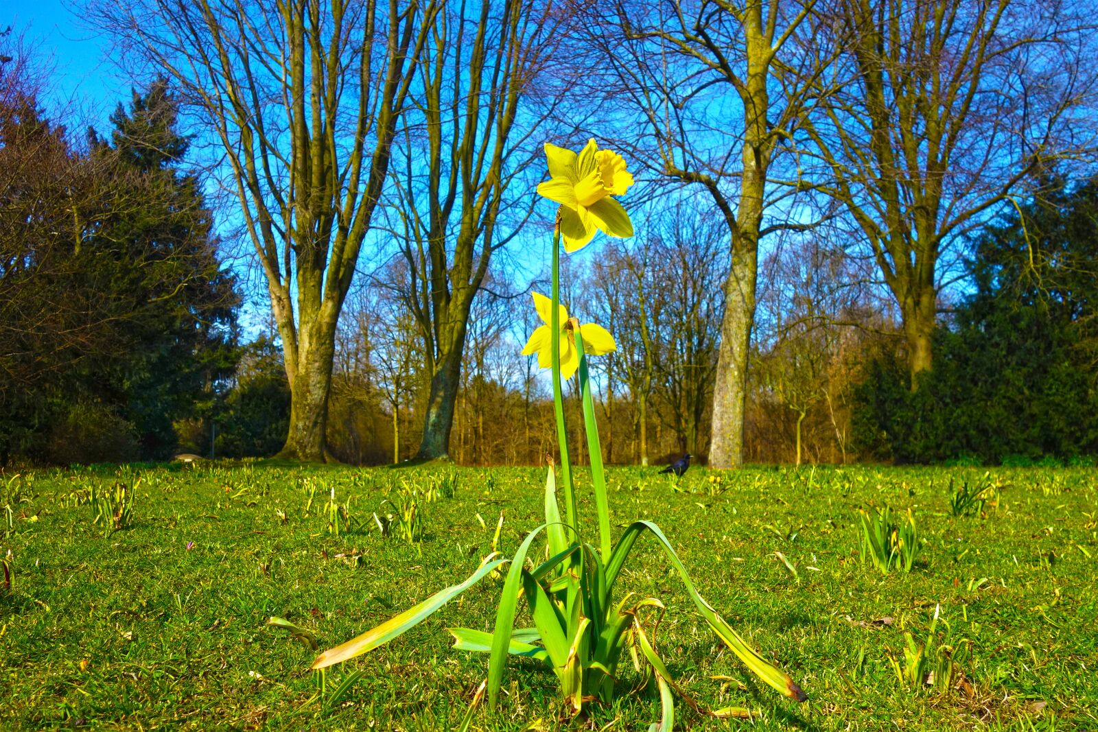 Sony Cyber-shot DSC-RX100 sample photo. Daffodil, flower, plant photography