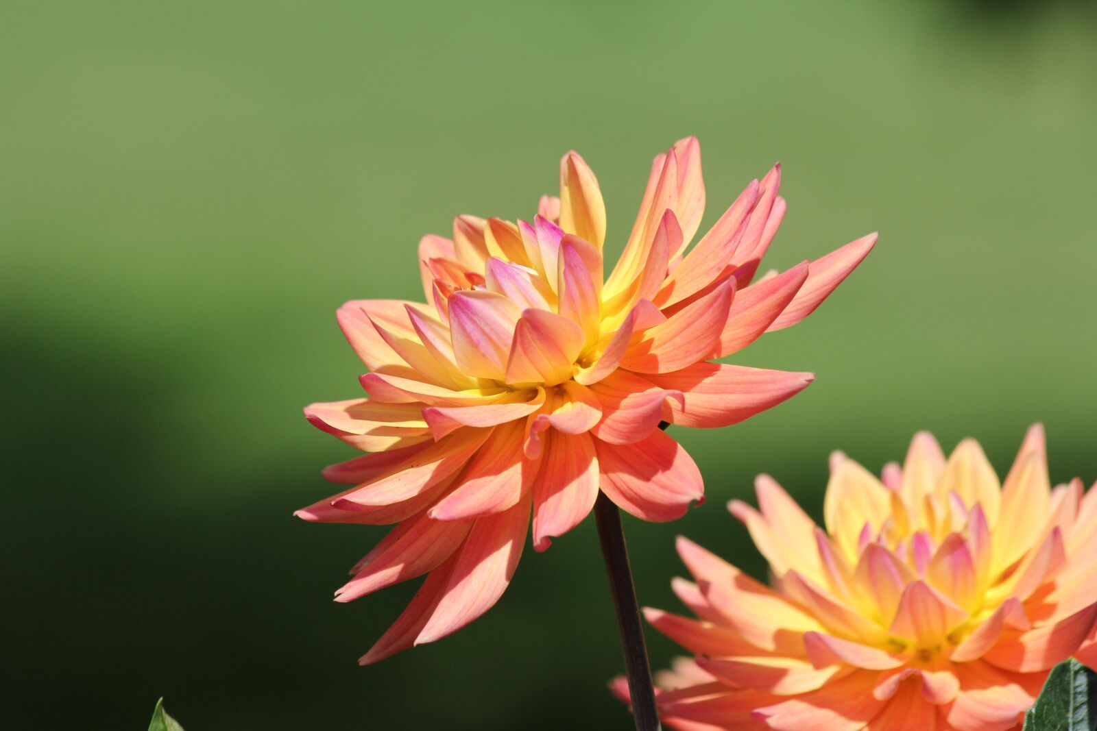 Canon EOS 60D + Canon EF 70-300mm F4-5.6 IS USM sample photo. Dahlia, flowers, orange photography