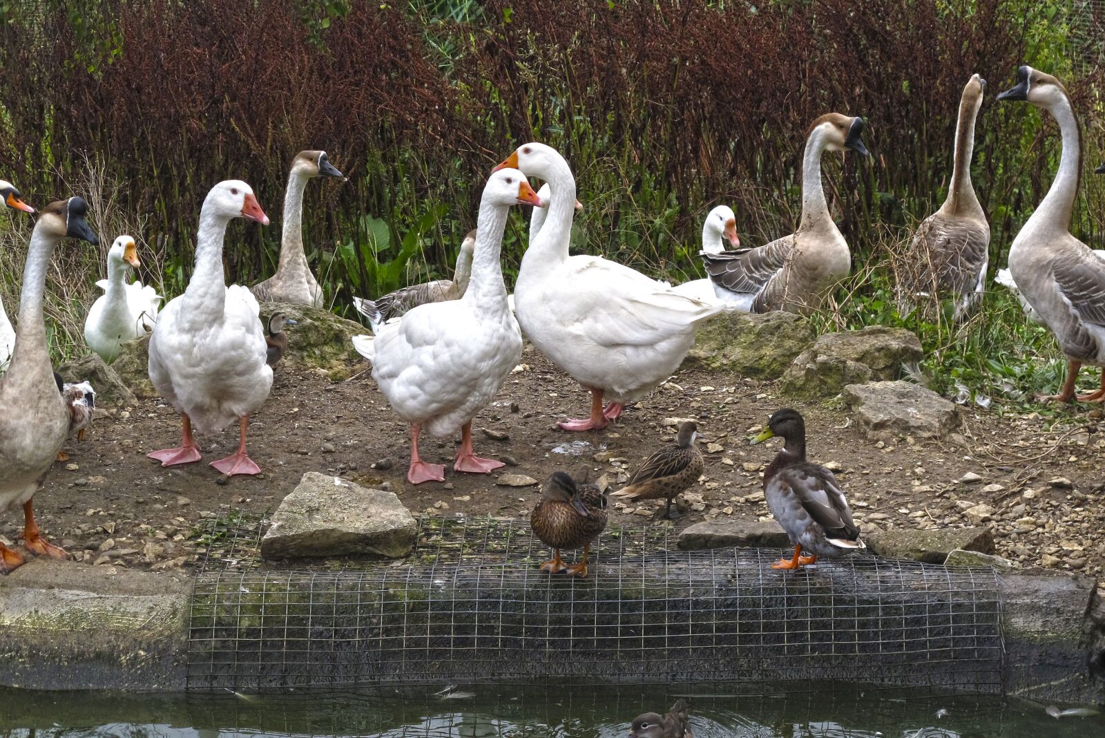 Canon PowerShot G12 sample photo. Goose, geese, thread photography