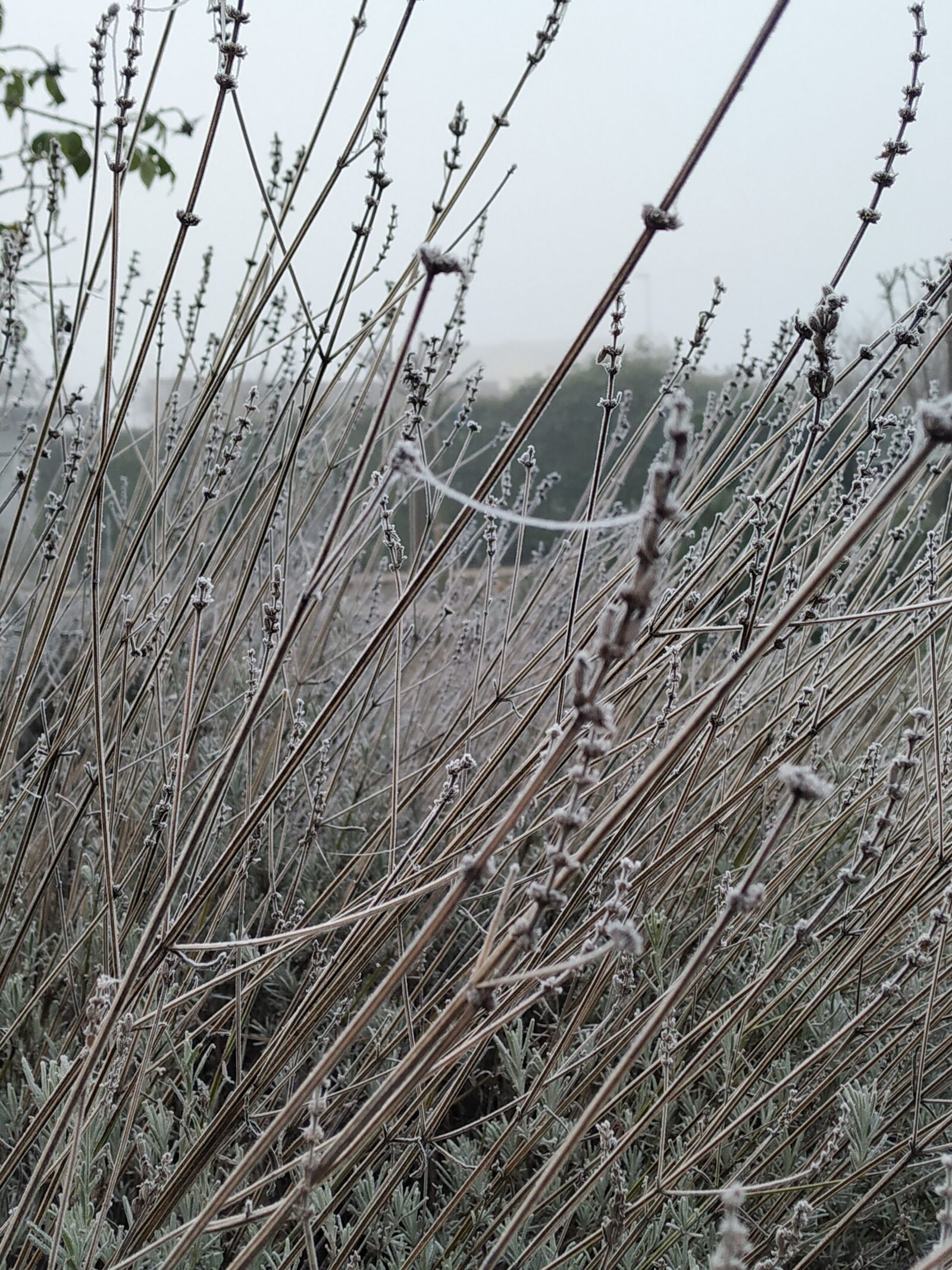 Xiaomi Mi A2 sample photo. Lavender, cold, frost photography