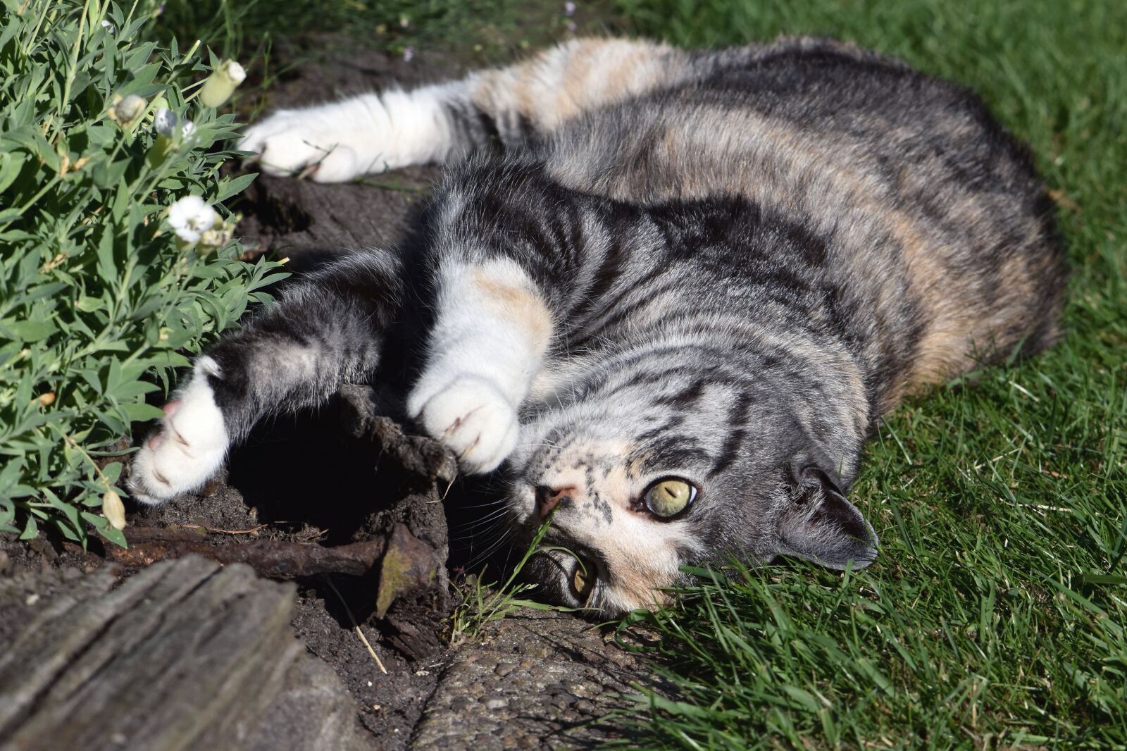Nikon D5600 sample photo. Cat, mieze, pet photography