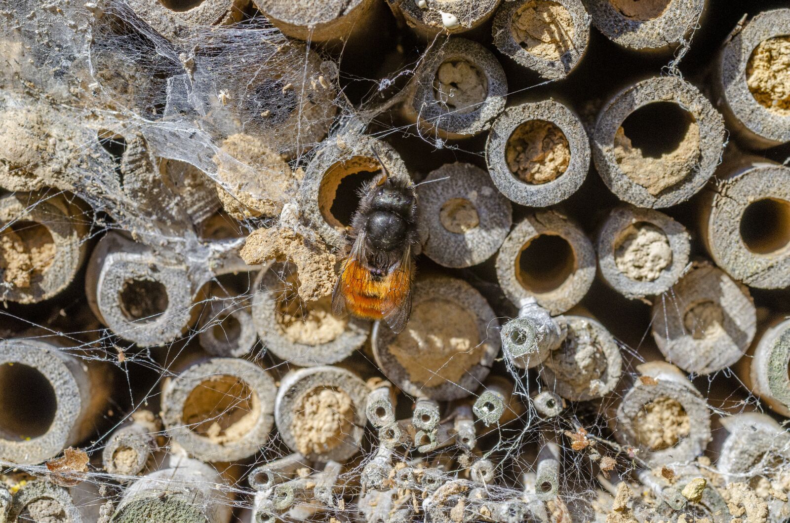 Nikon D7000 sample photo. Bee, macro, wing photography
