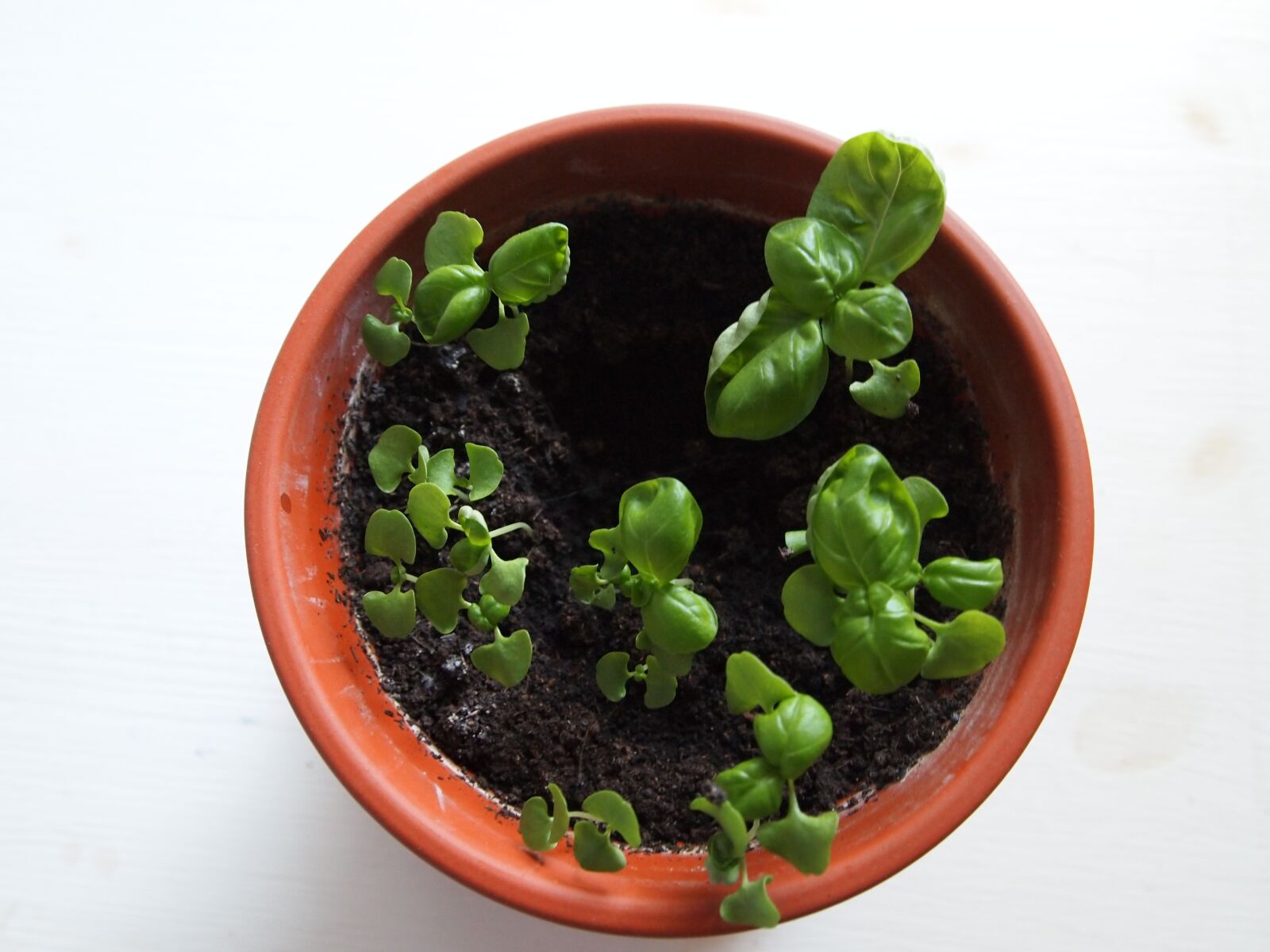 Olympus PEN E-PL1 sample photo. Grow, plants, home photography