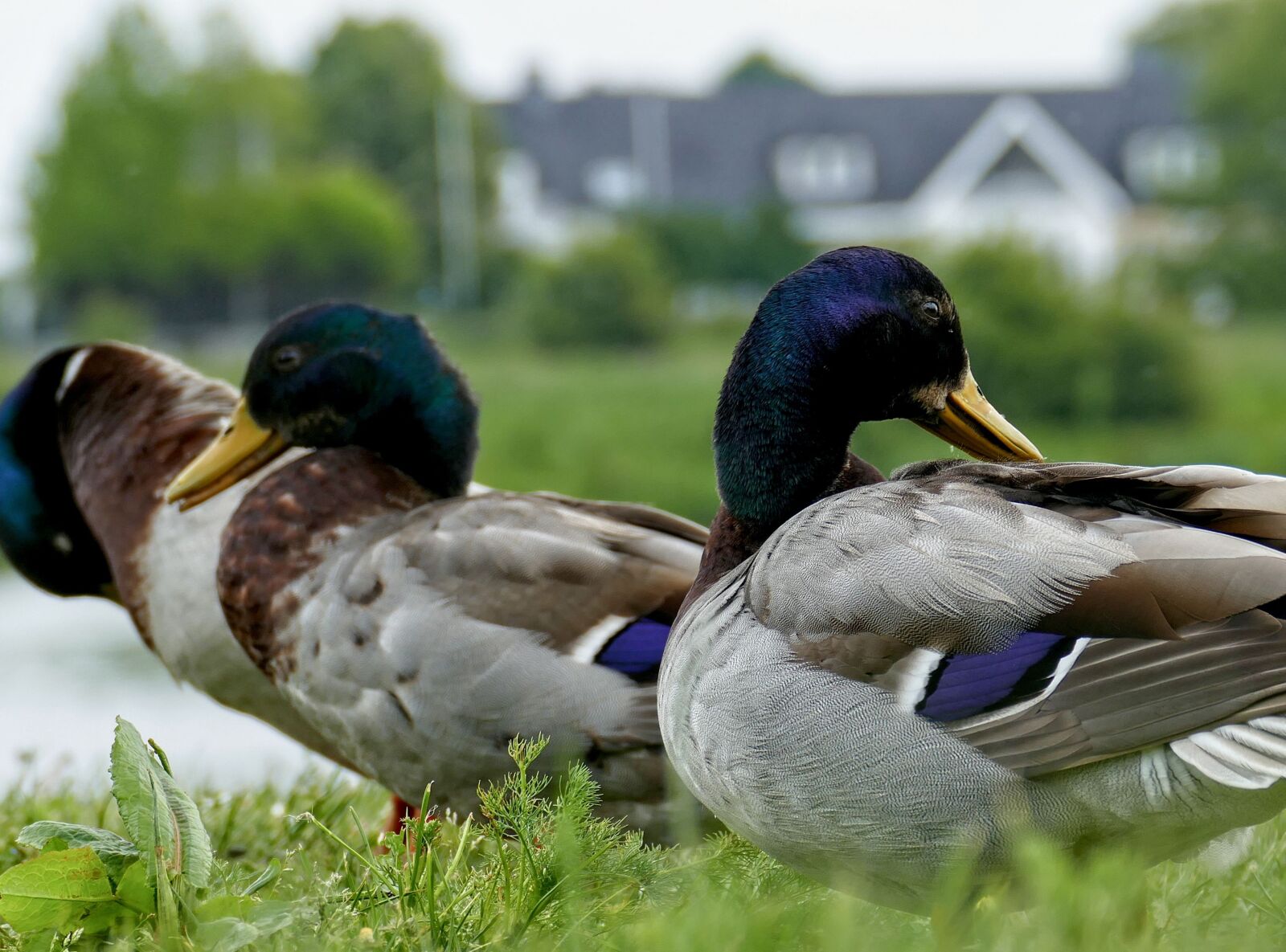 Panasonic Lumix DMC-FZ1000 sample photo. Duck, ducks, drake photography