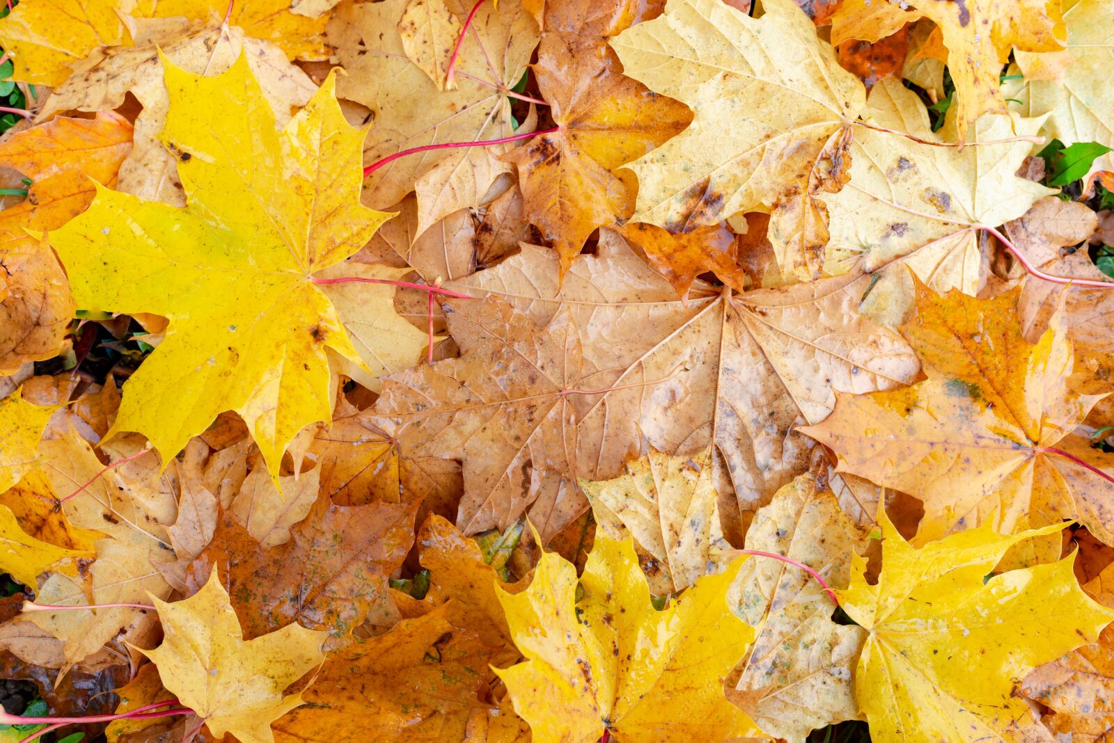 Nikon D610 sample photo. Autumn, leaf, maple photography