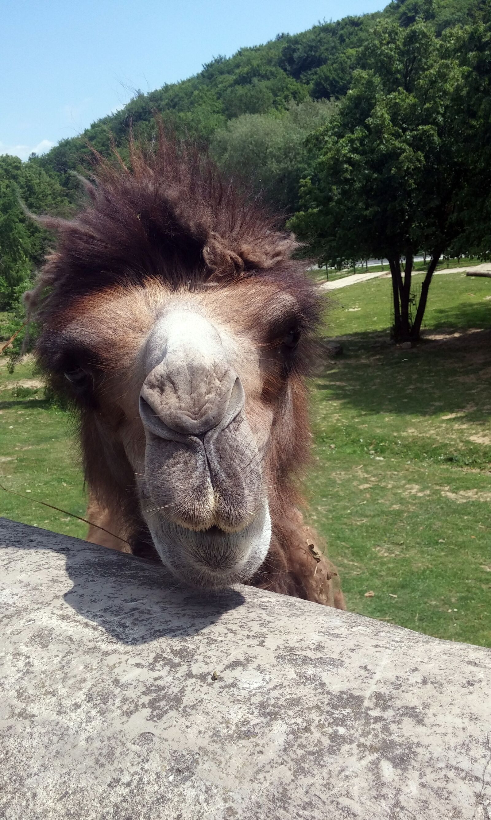 LG G3 sample photo. The zoo, camel, funny photography