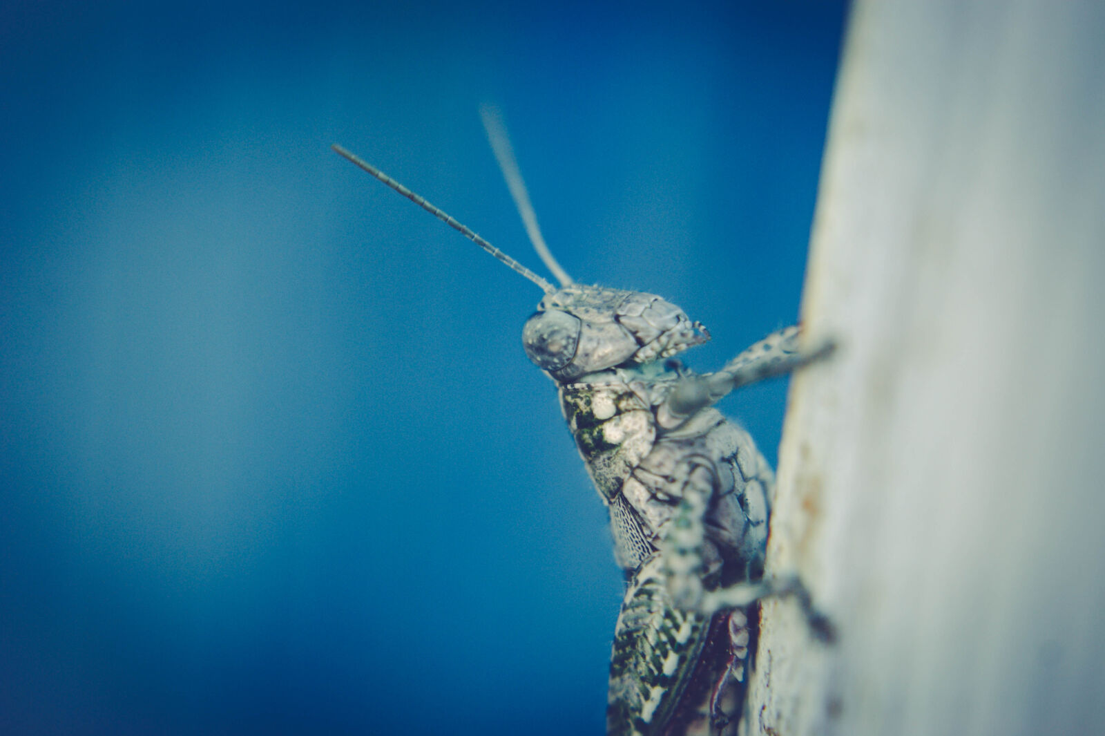 Sony Alpha DSLR-A390 sample photo. Cricket photography