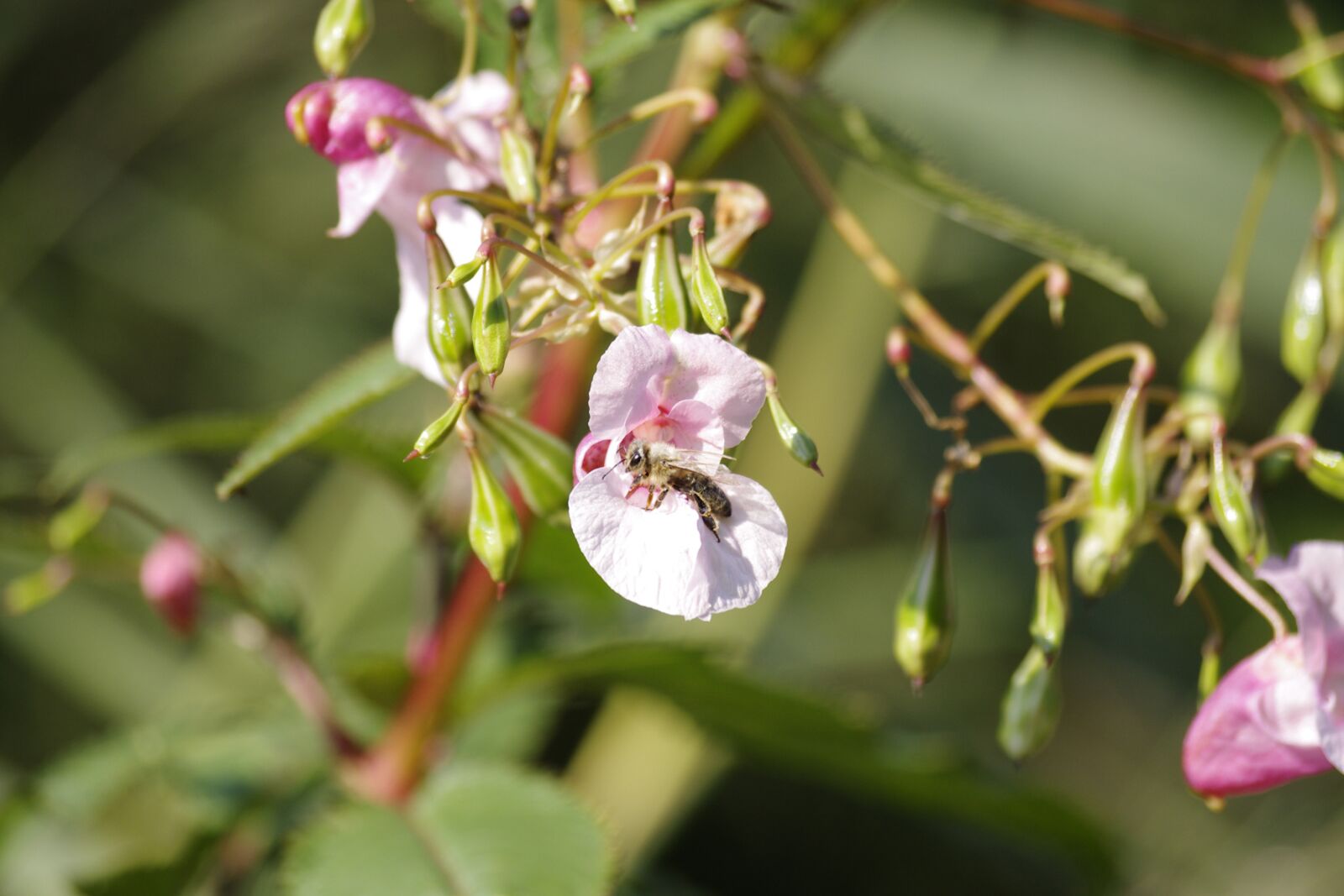 Pentax K-r sample photo. Bee, flower, insect photography