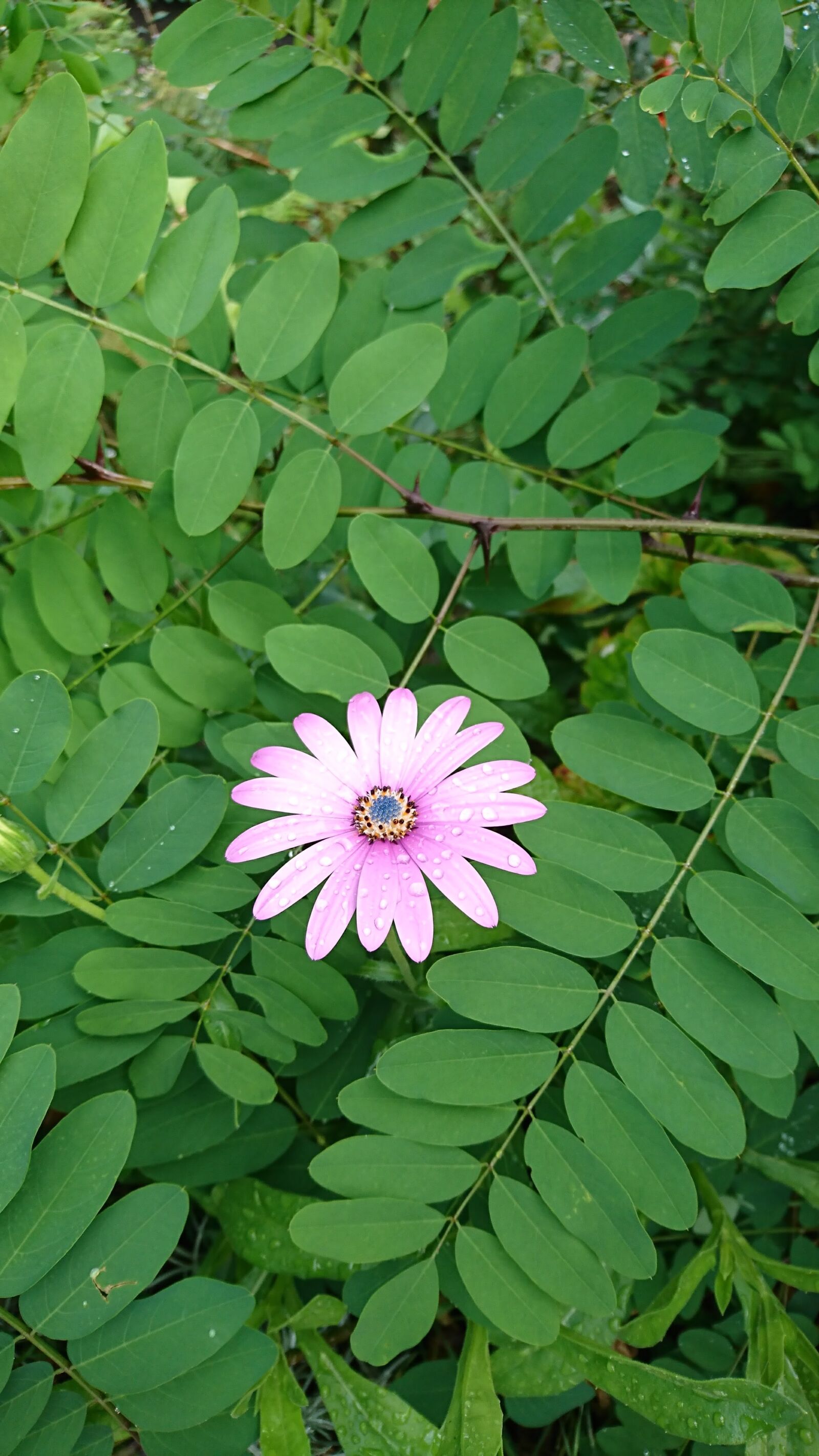Sony Xperia XZ sample photo