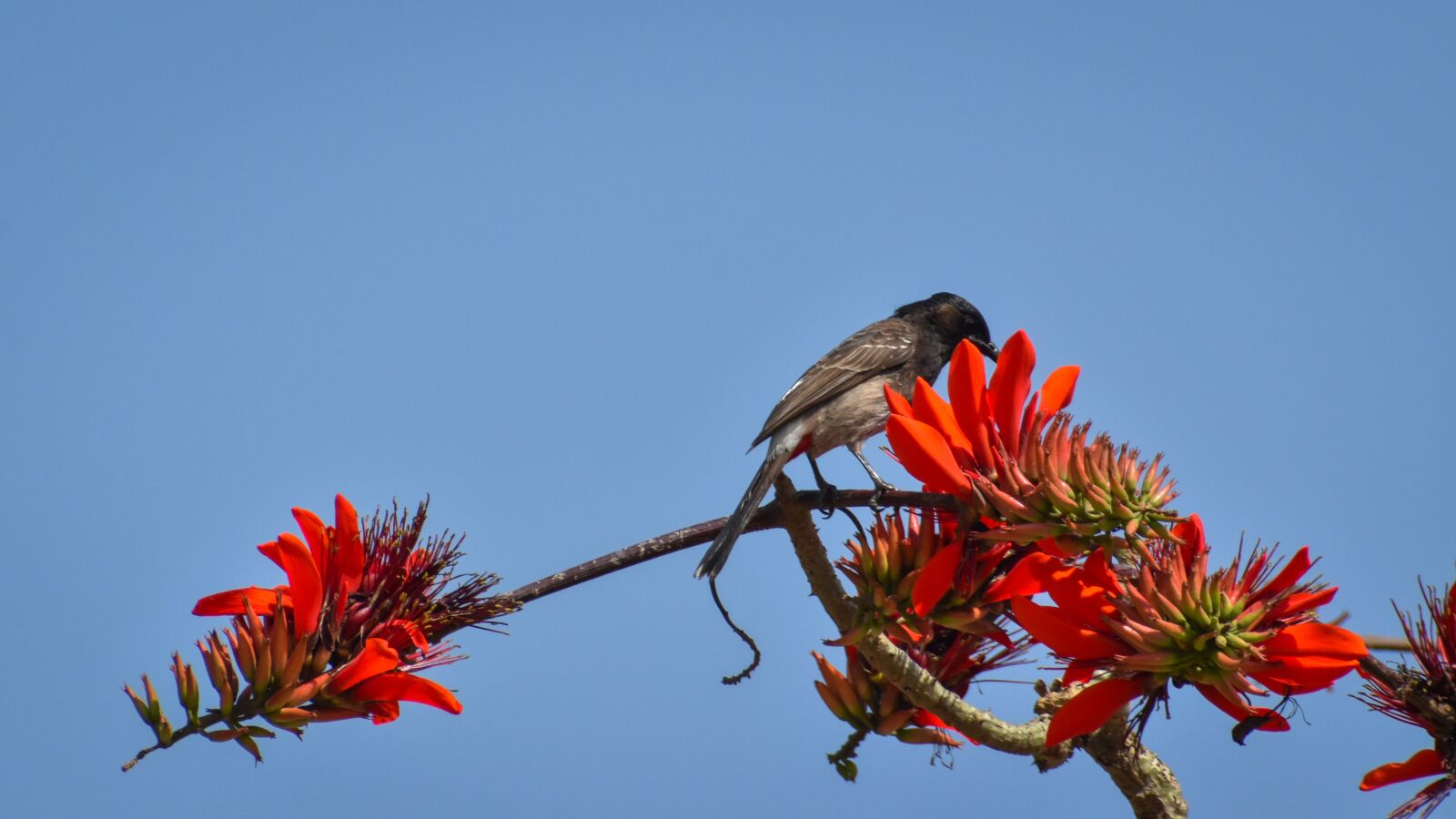 Nikon D3500 sample photo. Environment, beak, outdoor photography