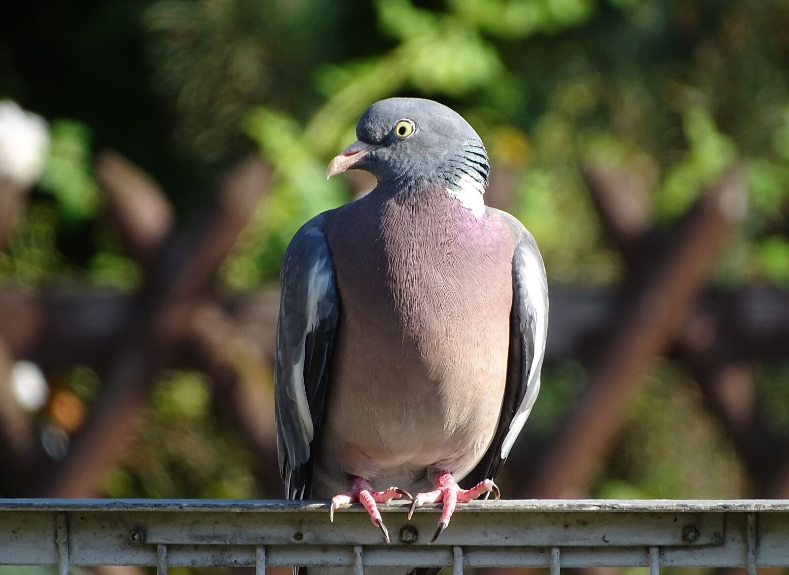 Sony Cyber-shot DSC-HX400V sample photo. Dove, ringdove, field deaf photography
