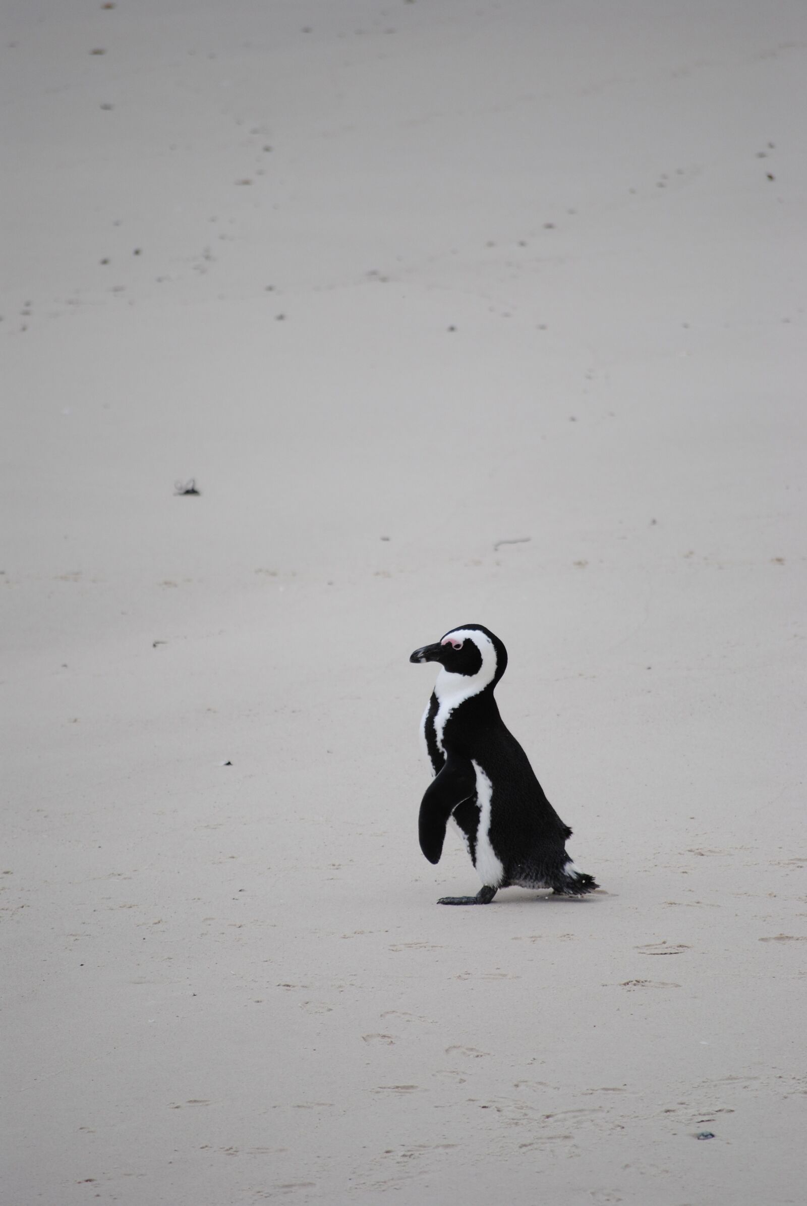 Nikon D3000 sample photo. Penguin, beach, africa photography