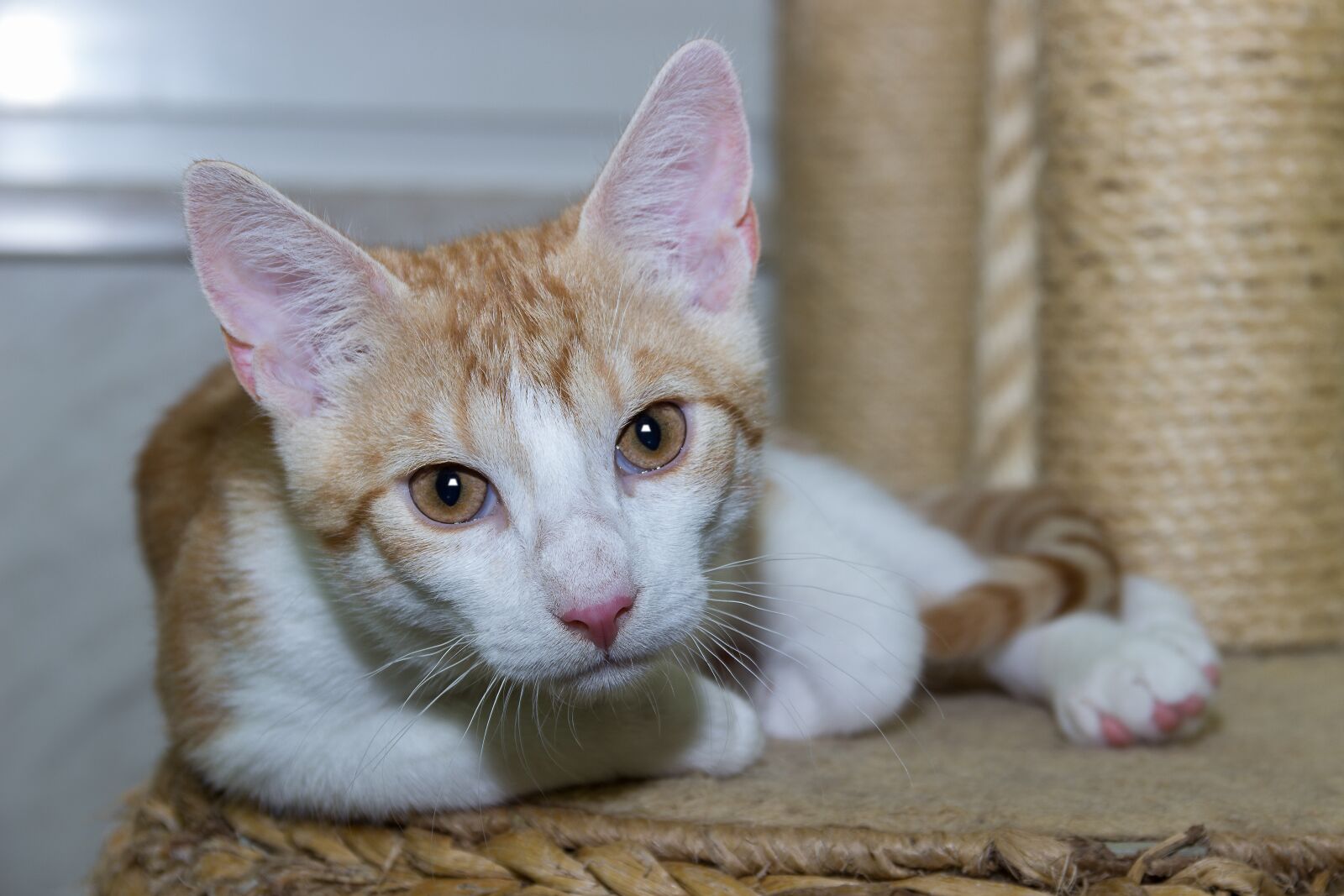 Canon EOS 600D (Rebel EOS T3i / EOS Kiss X5) sample photo. Cat, pet, domestic cat photography