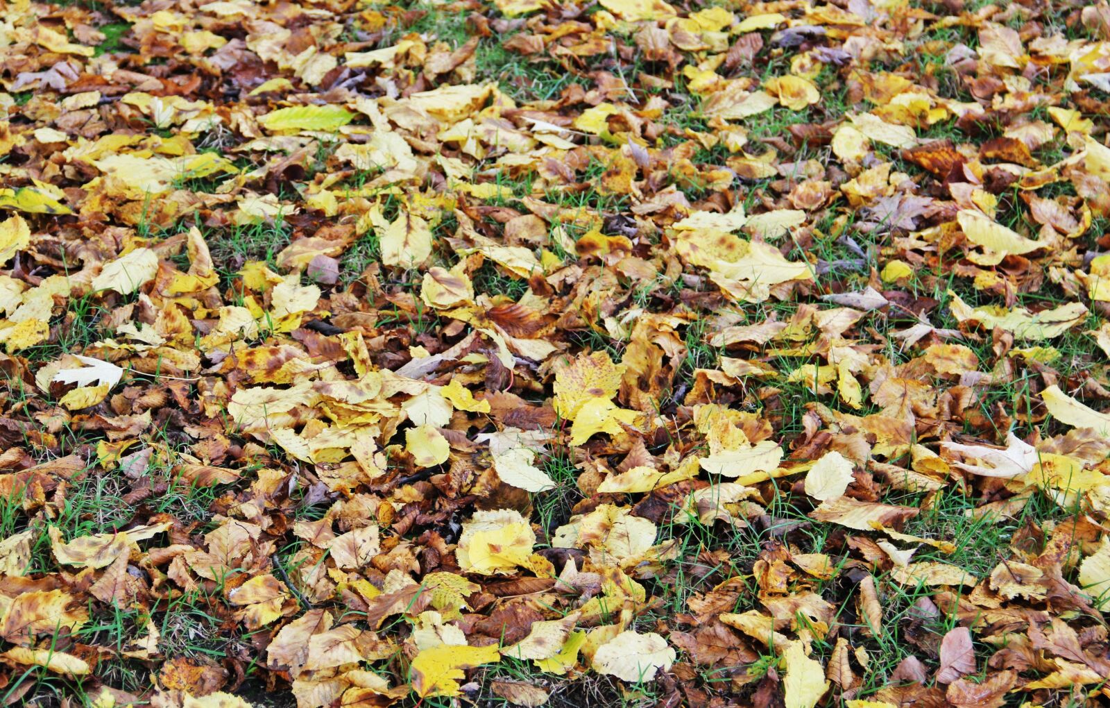 Canon EOS 550D (EOS Rebel T2i / EOS Kiss X4) sample photo. Hersbtlaub, leaves, fall leaves photography