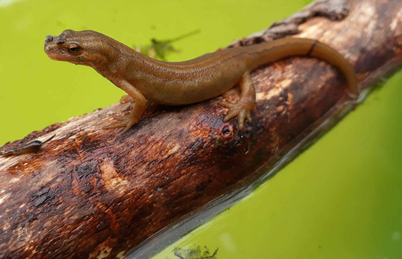 Samsung Galaxy A3(2017) sample photo. Newt, pond pig, amphibian photography