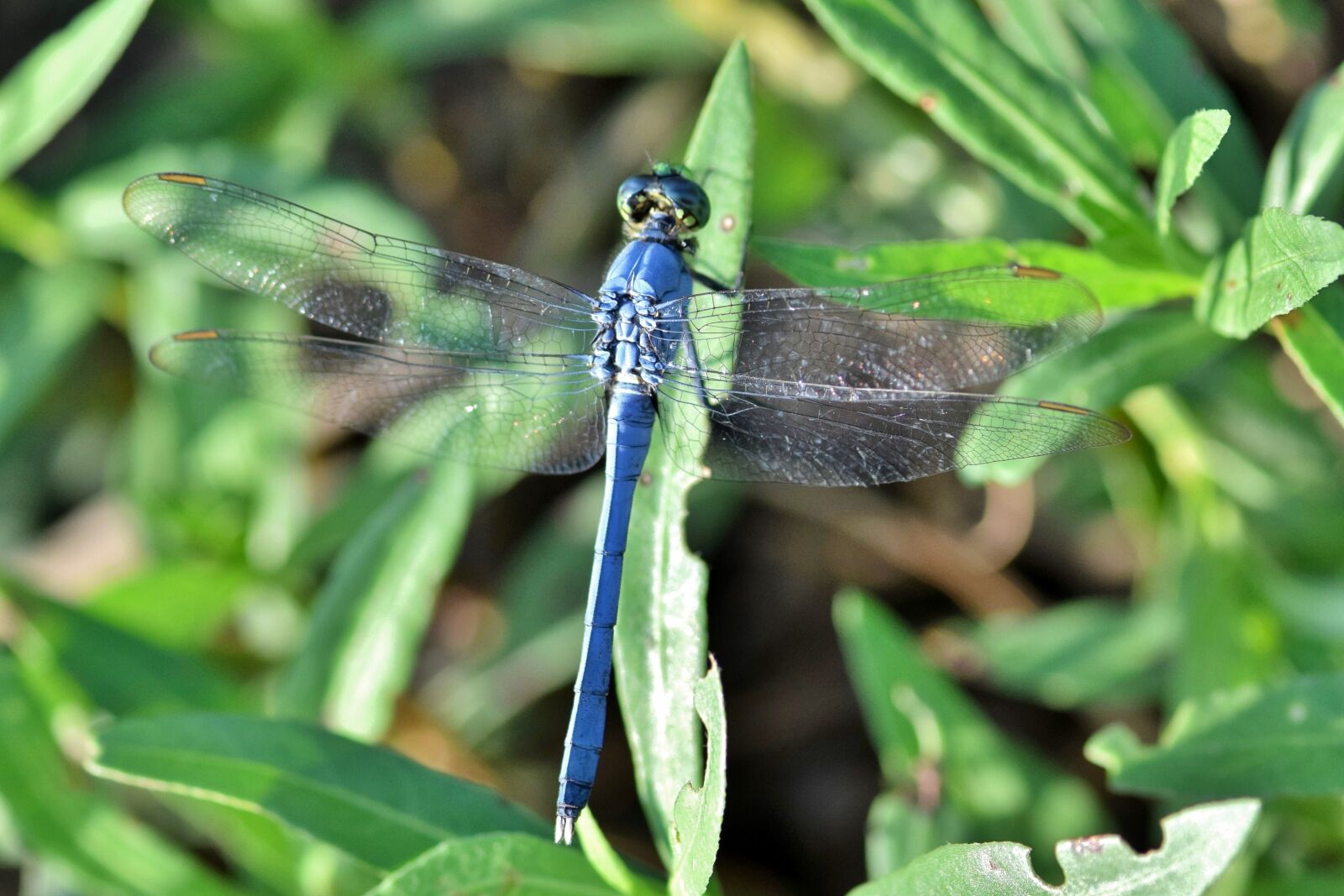 Nikon D5300 sample photo. Dragonfly, pondhawk, eastern pondhawk photography