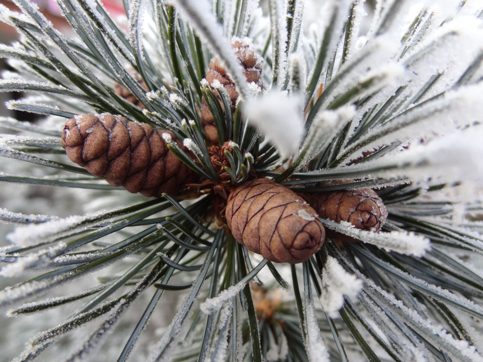 Sony Cyber-shot DSC-HX9V sample photo. Winter, tree, branch photography