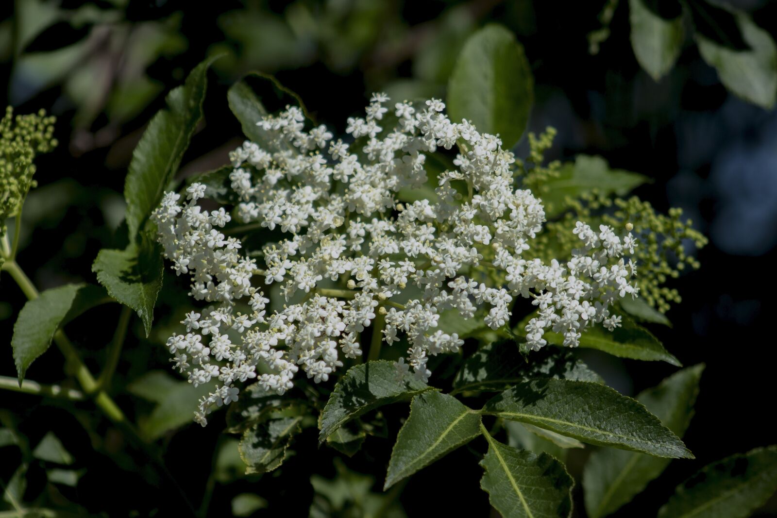 Canon EF75-300mm f/4-5.6 sample photo. Elder, flower, bush photography