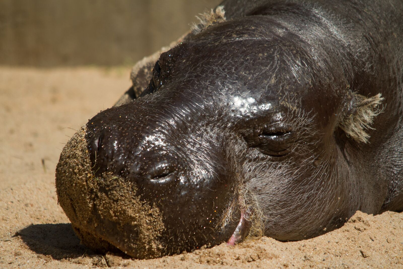 Canon EOS 7D sample photo. Hippo, mini, portrait photography