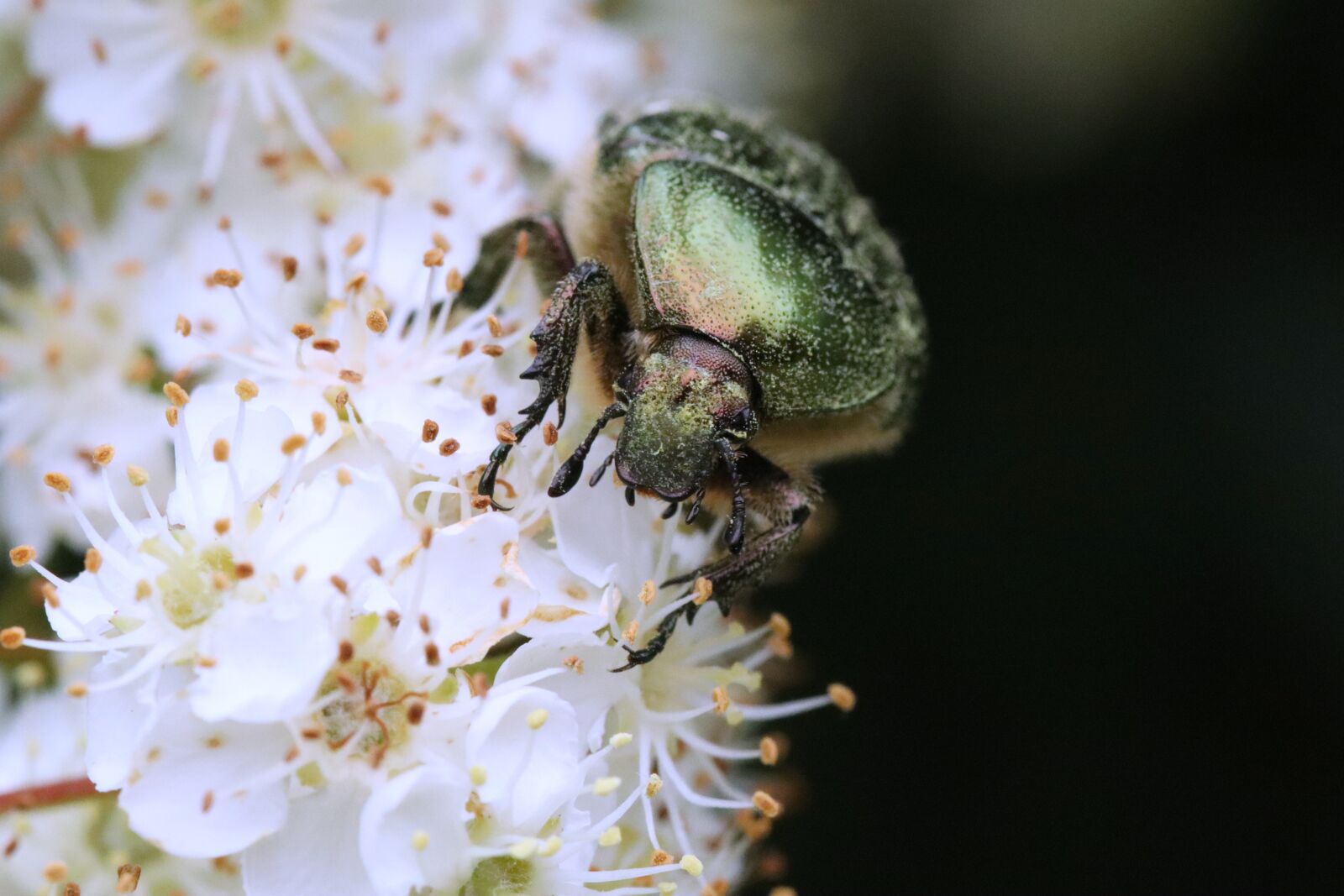 Canon EOS 250D (EOS Rebel SL3 / EOS Kiss X10 / EOS 200D II) sample photo. Beetle, rose chafer, cetonia photography
