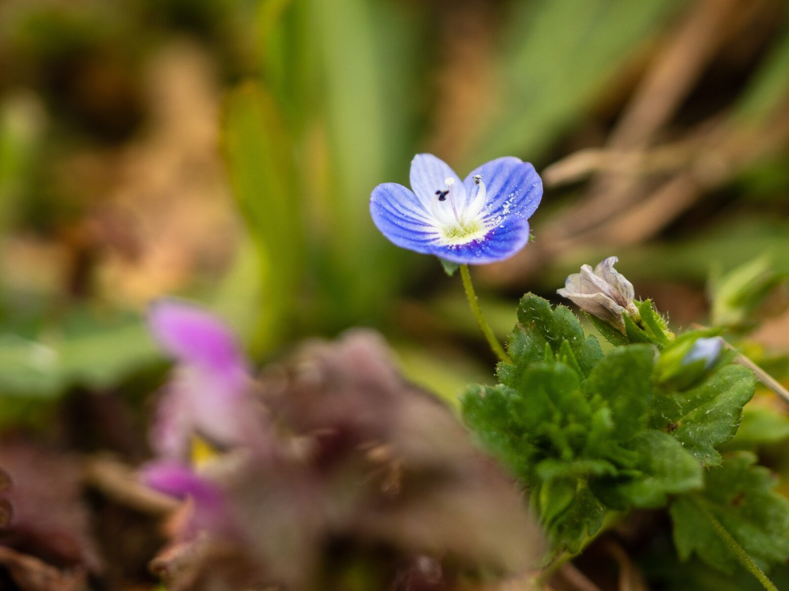 Olympus OM-D E-M10 III sample photo. Flower, retail, detail photography