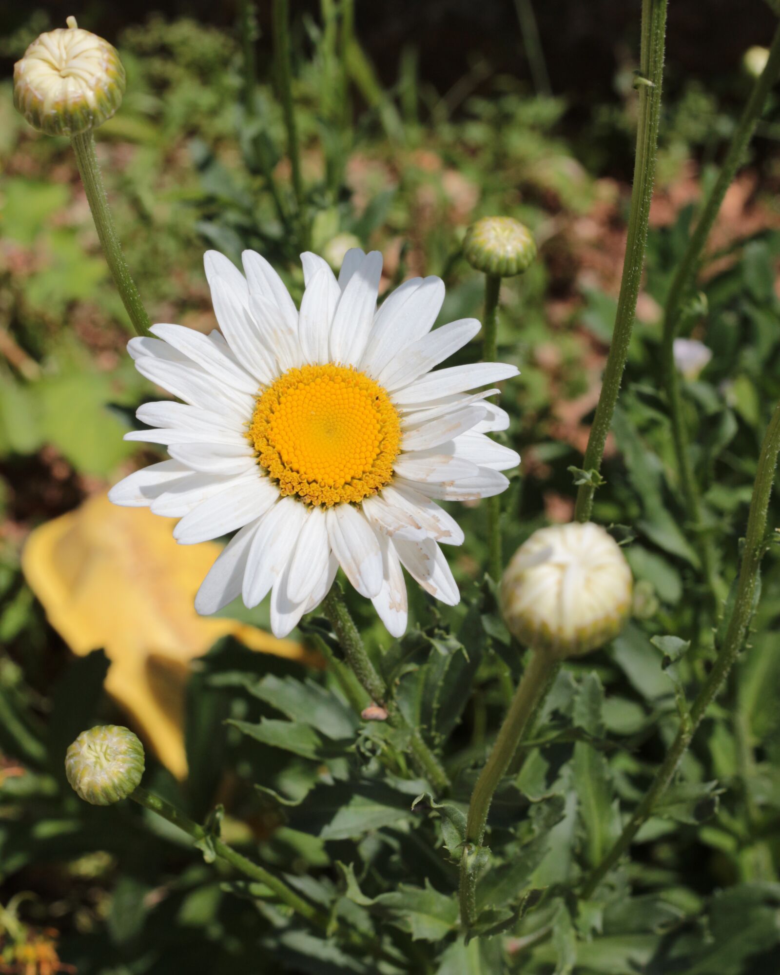 Canon EOS 700D (EOS Rebel T5i / EOS Kiss X7i) sample photo. Daisy, white flower, margaret photography