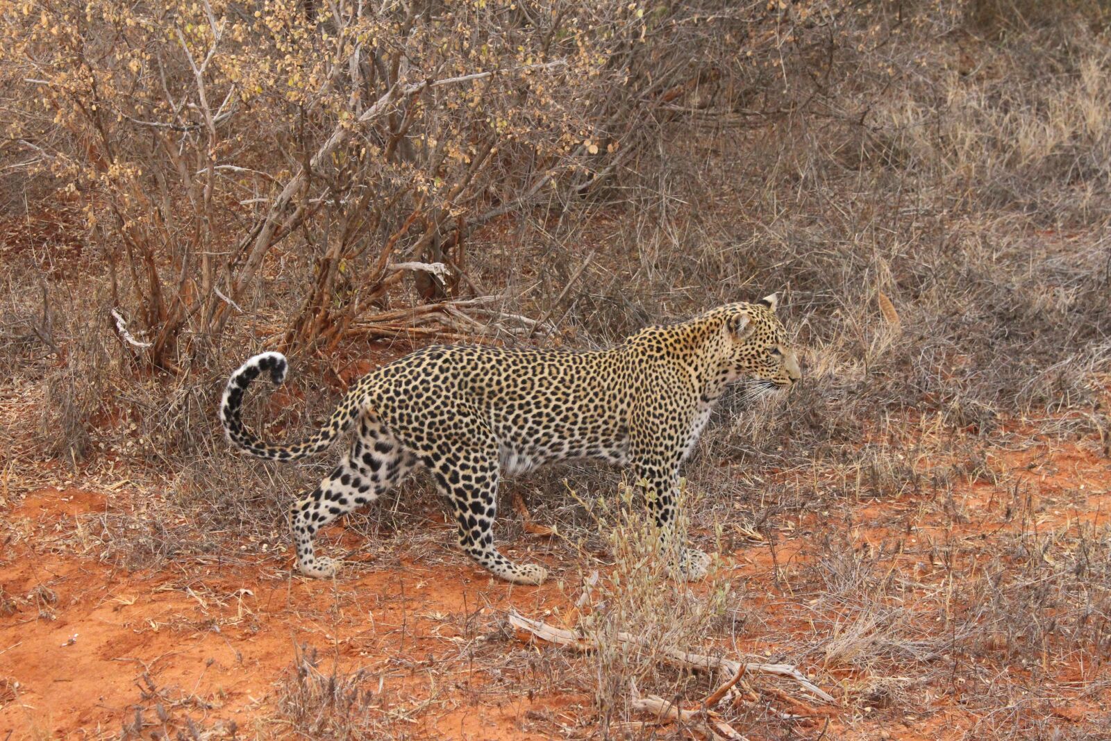 Canon EOS 700D (EOS Rebel T5i / EOS Kiss X7i) sample photo. Leopard, nature, kenya photography